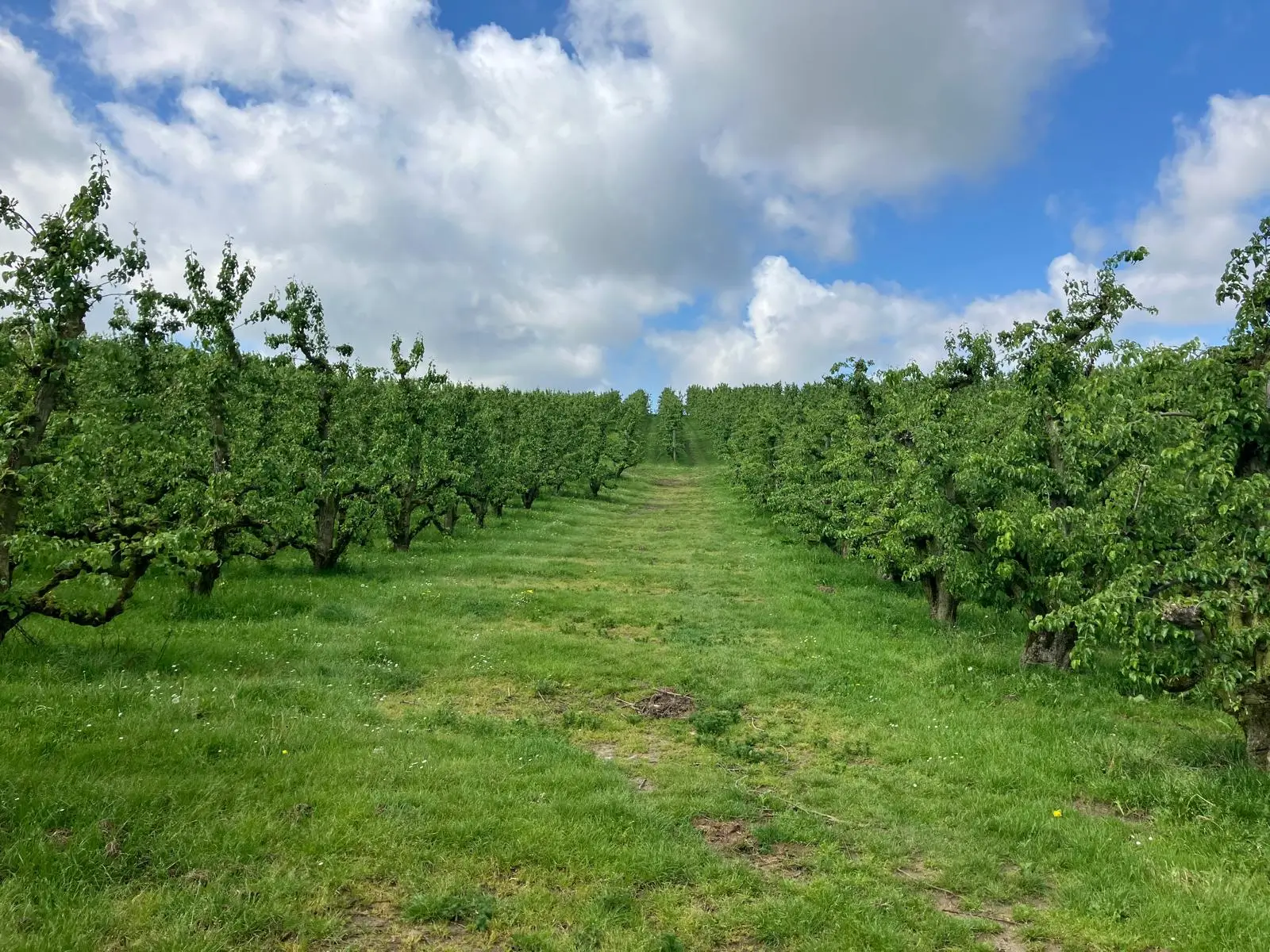 Wandeling afbeelding