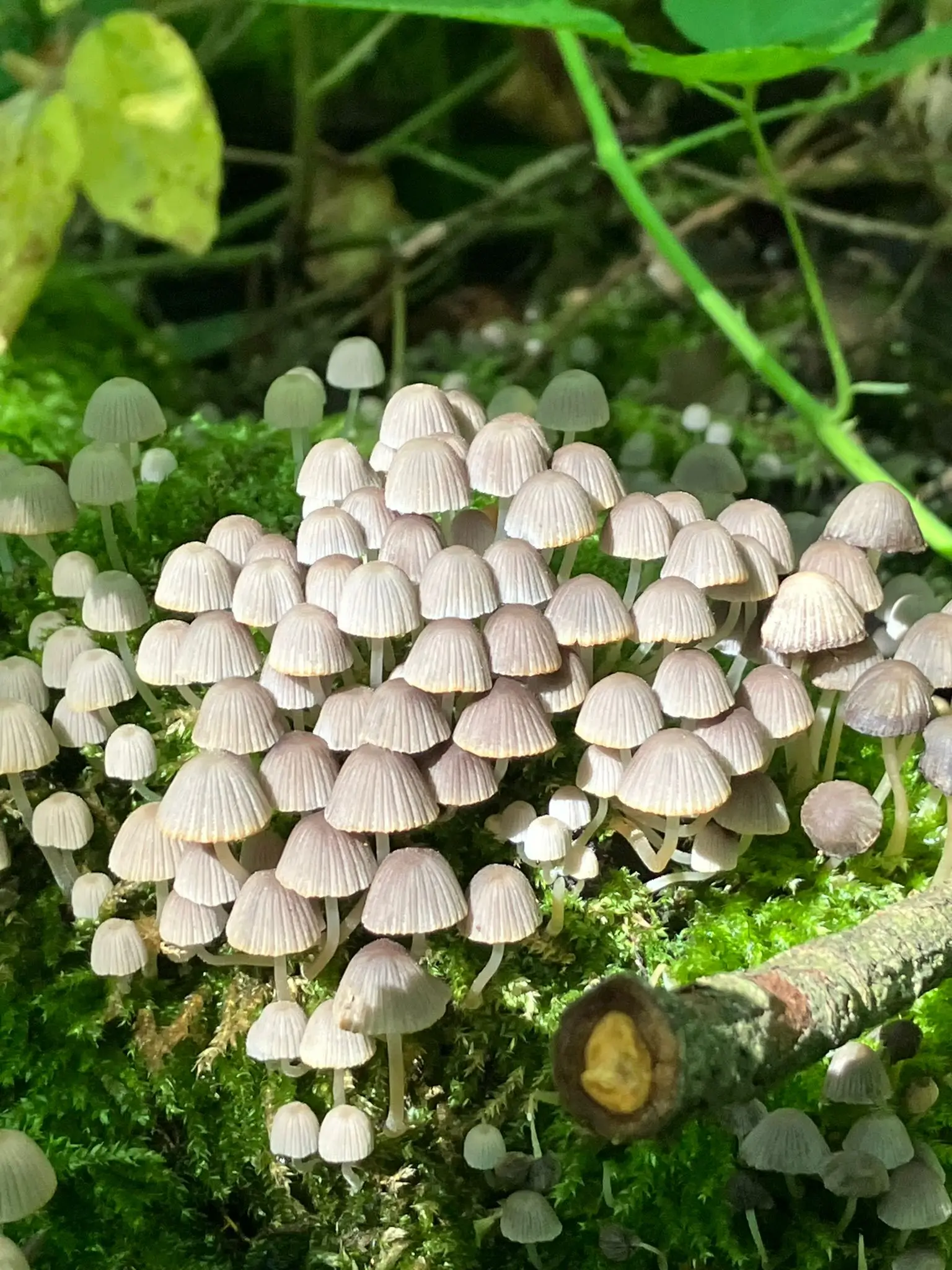 Wandeling afbeelding