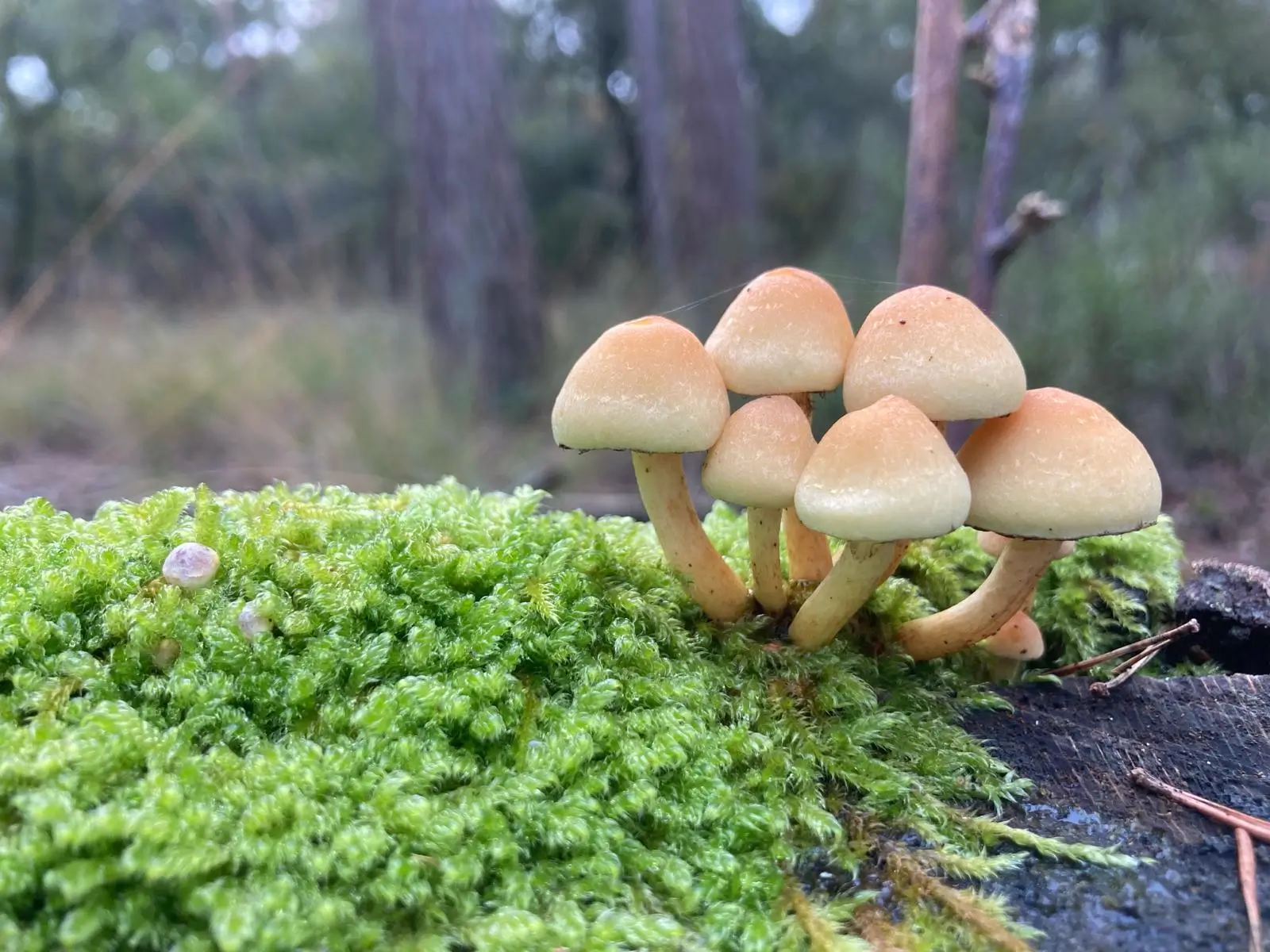 Wandeling afbeelding