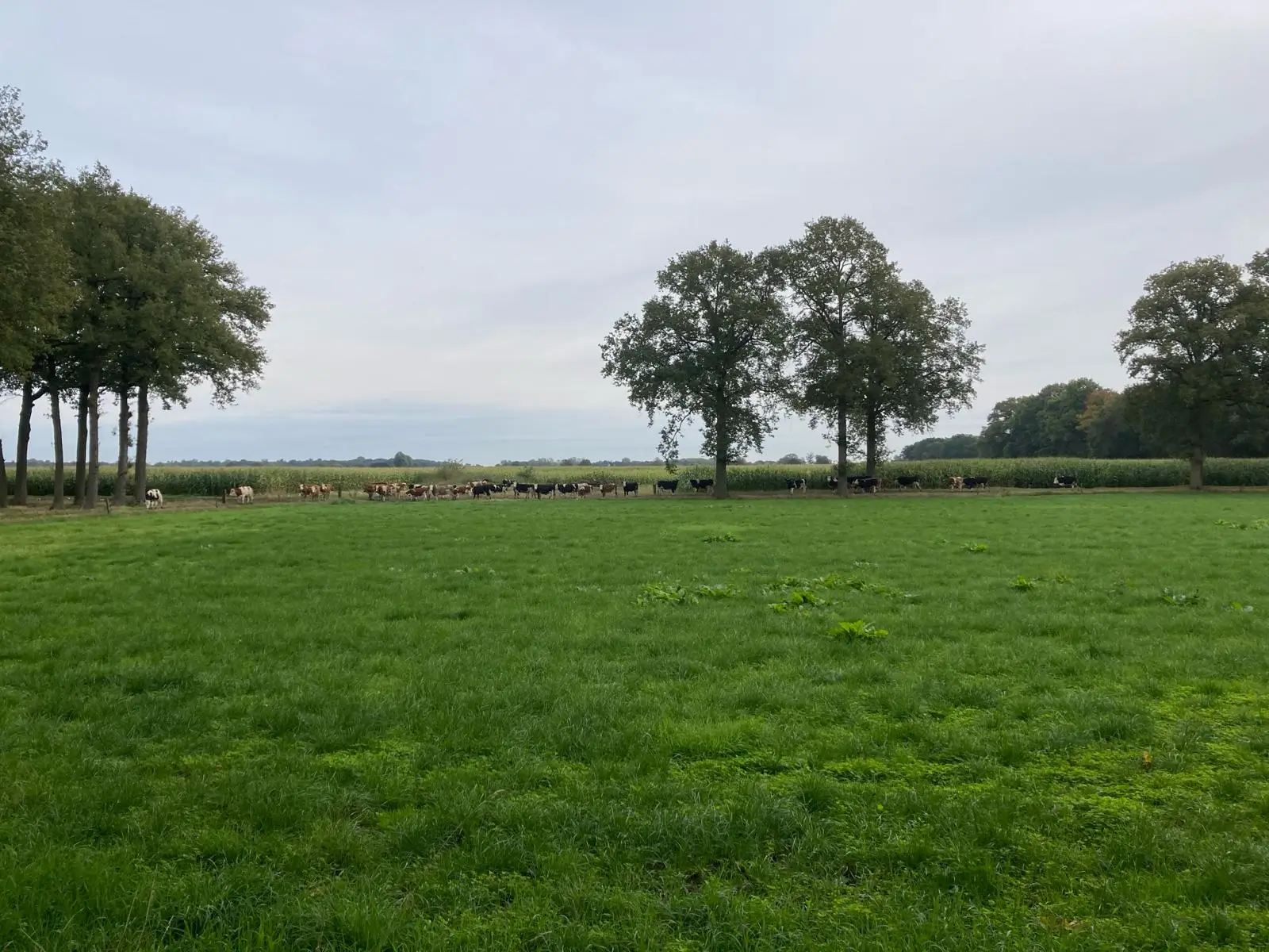 Wandeling afbeelding