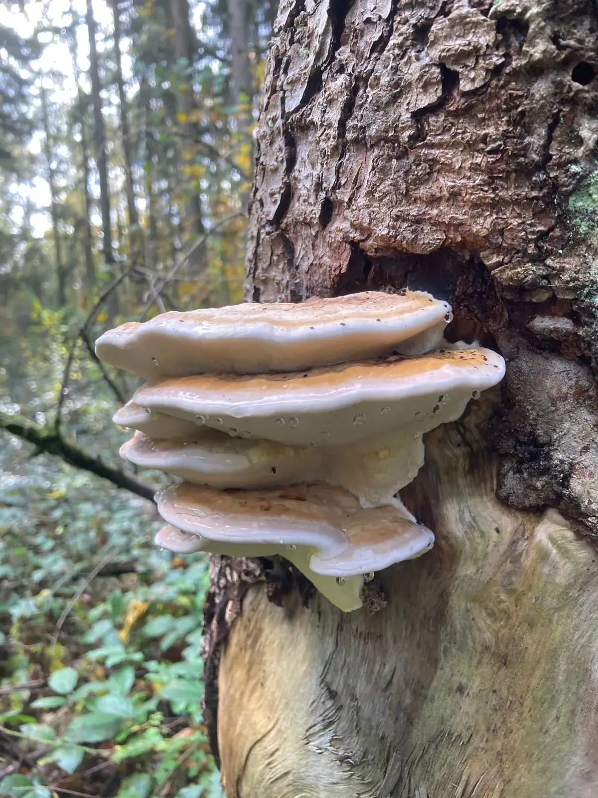 Wandeling afbeelding