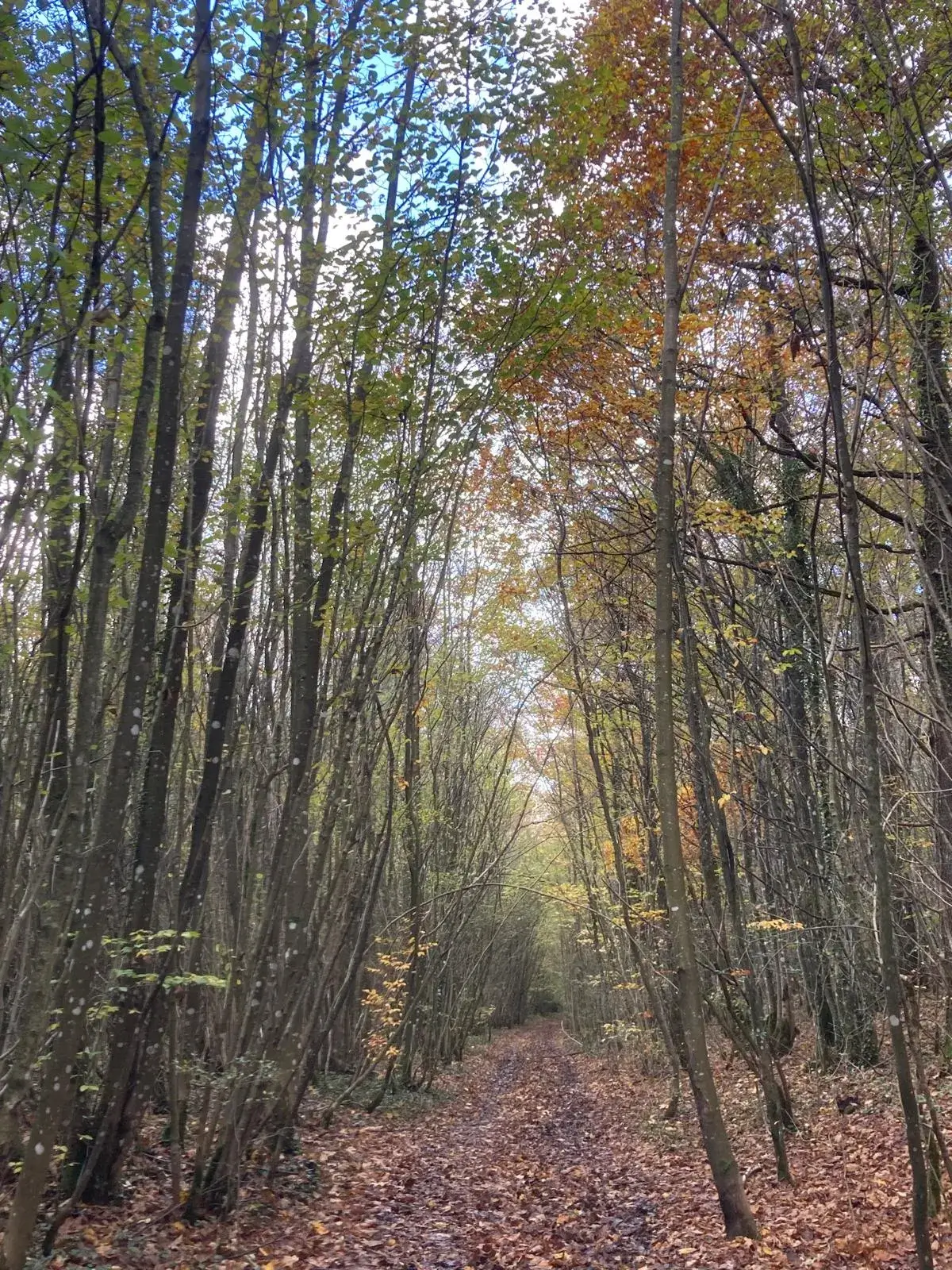 Wandeling afbeelding