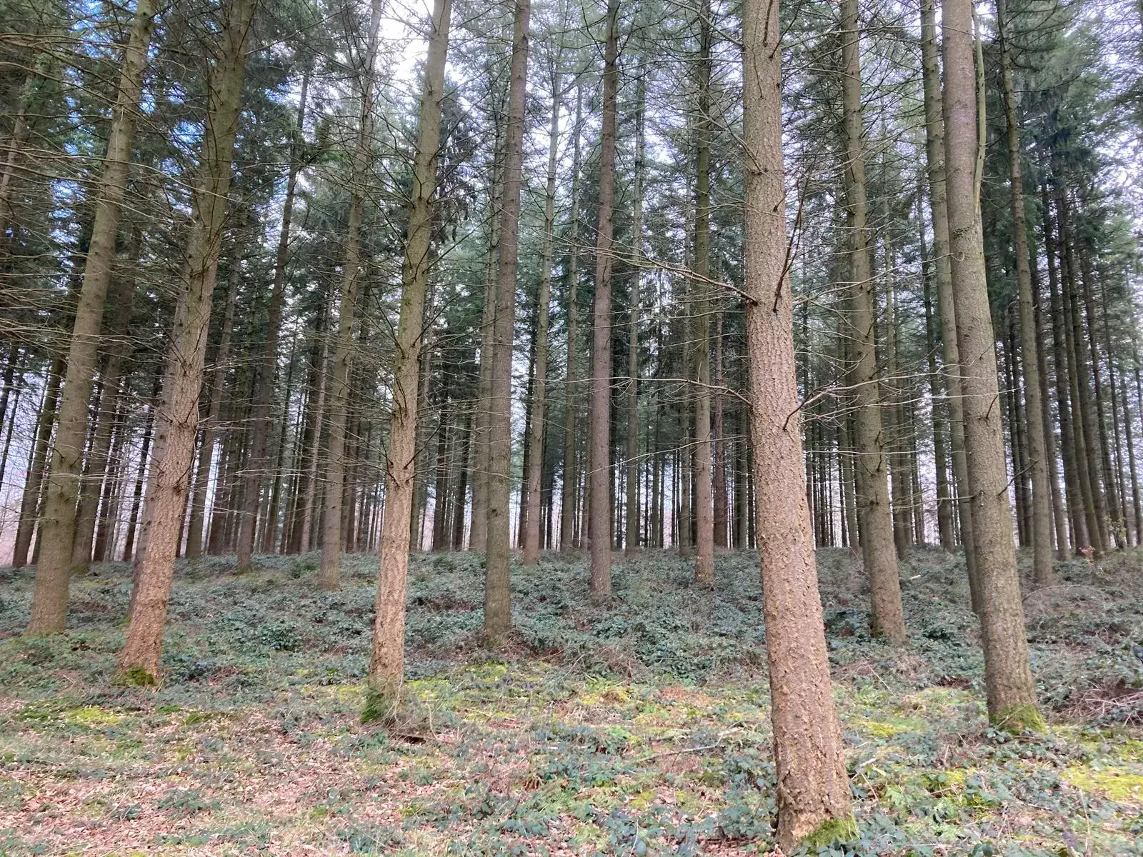Wandeling afbeelding