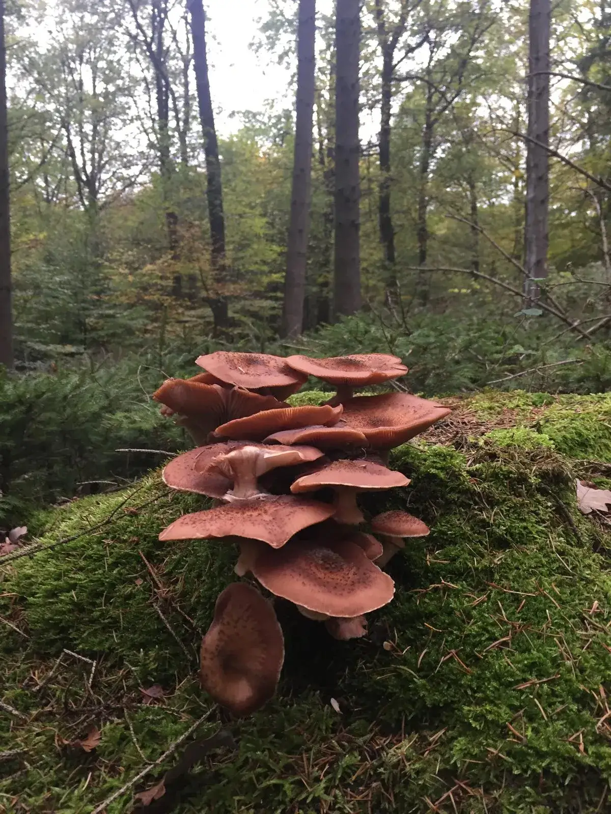 Wandeling afbeelding