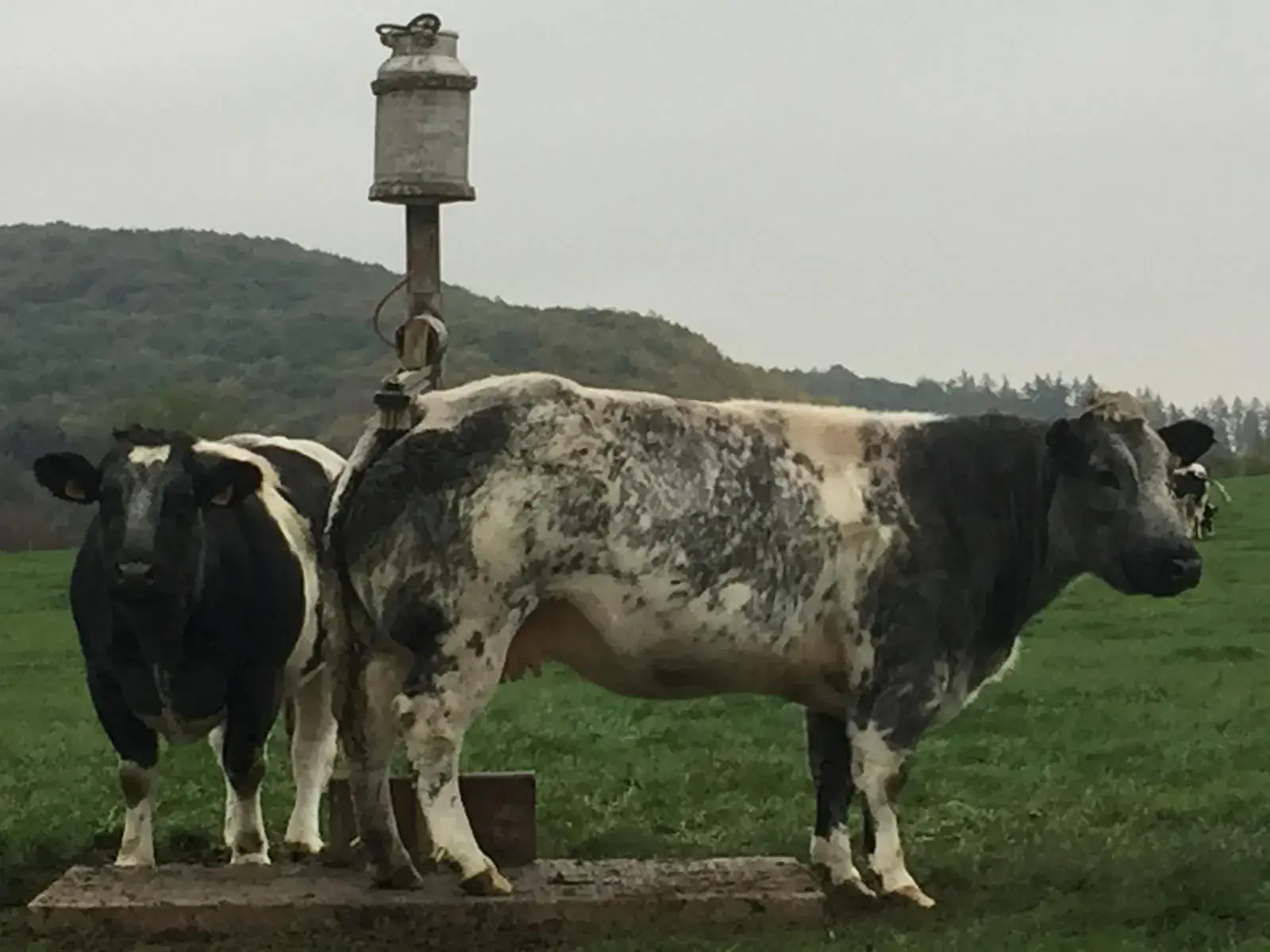 Wandeling afbeelding
