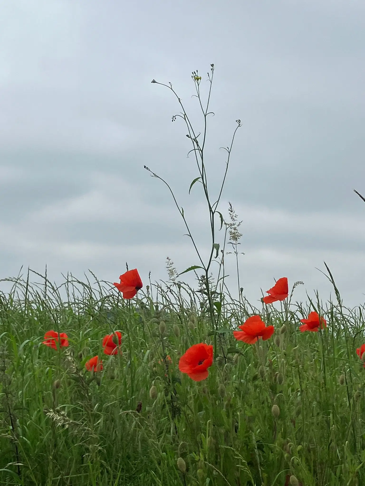 Wandeling afbeelding