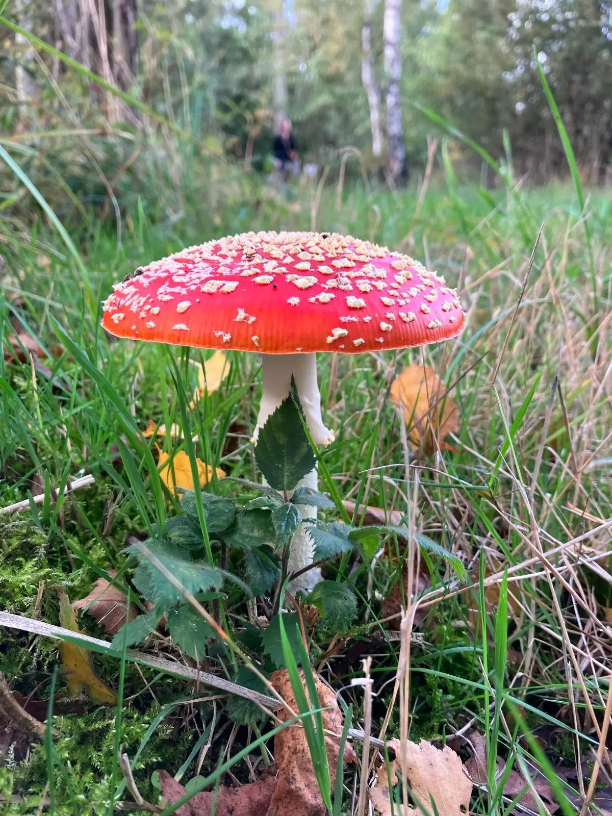 Wandeling afbeelding
