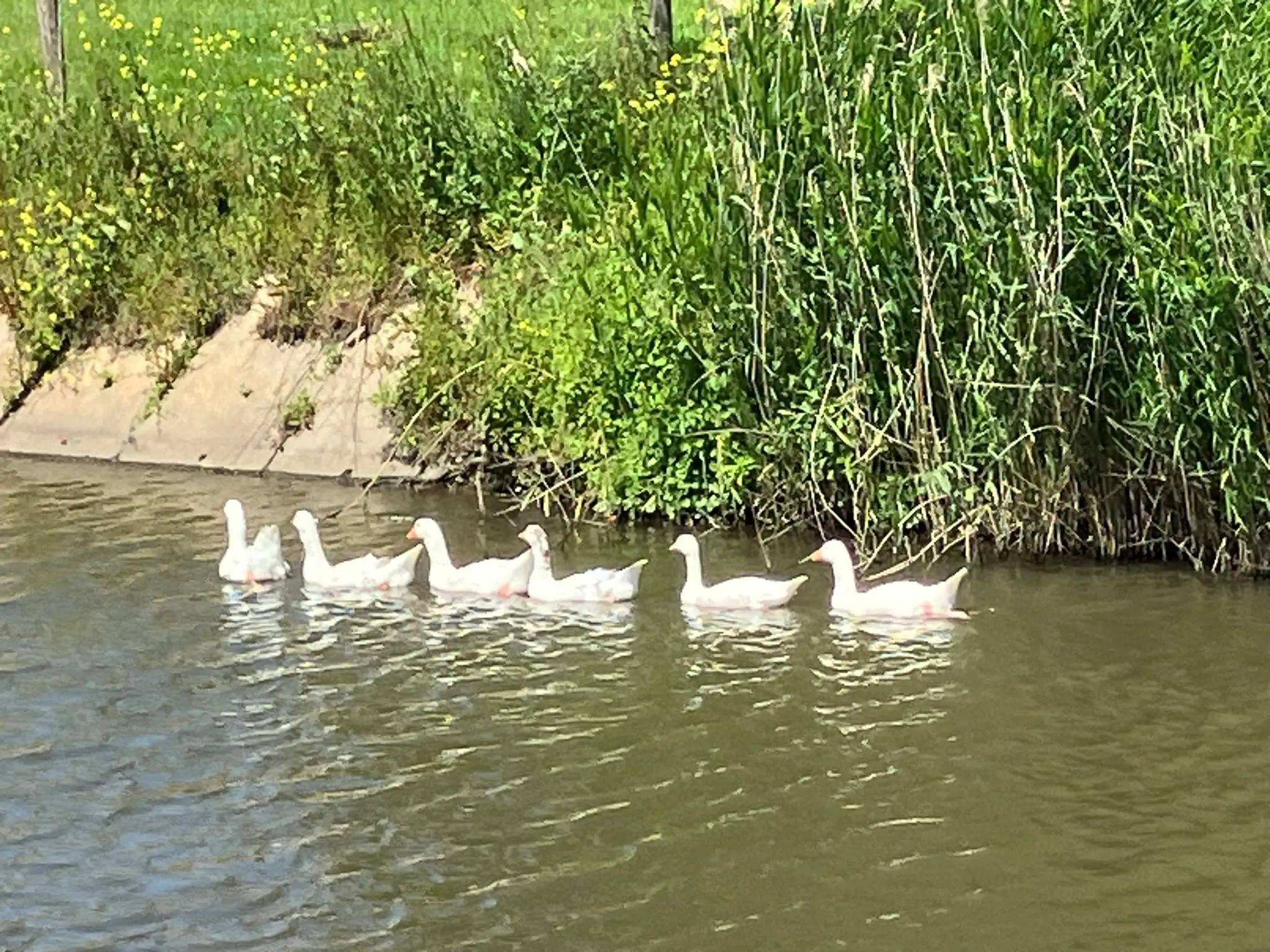 Wandeling afbeelding