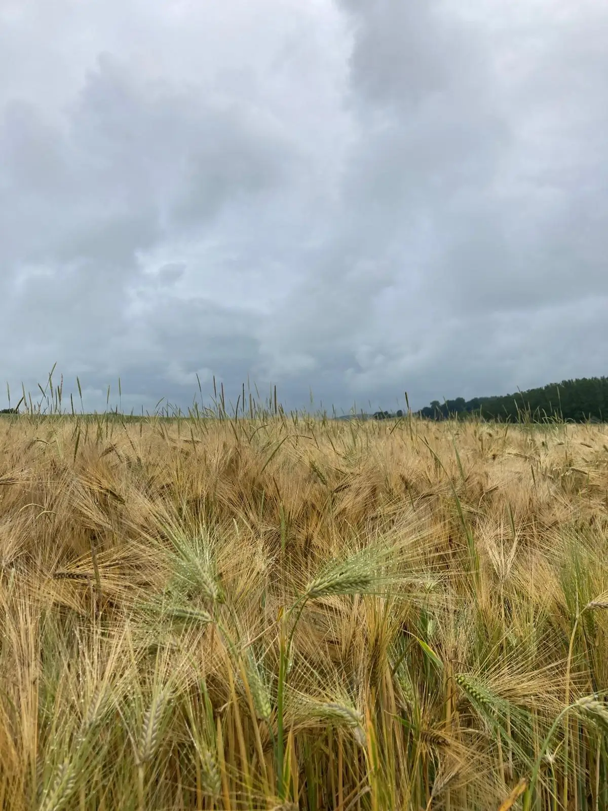 Wandeling afbeelding