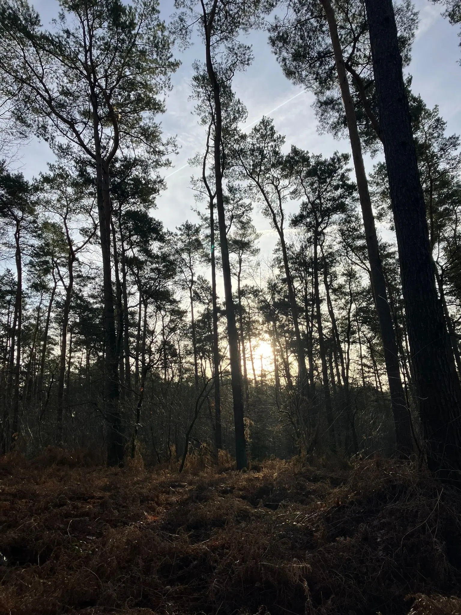 Wandeling afbeelding