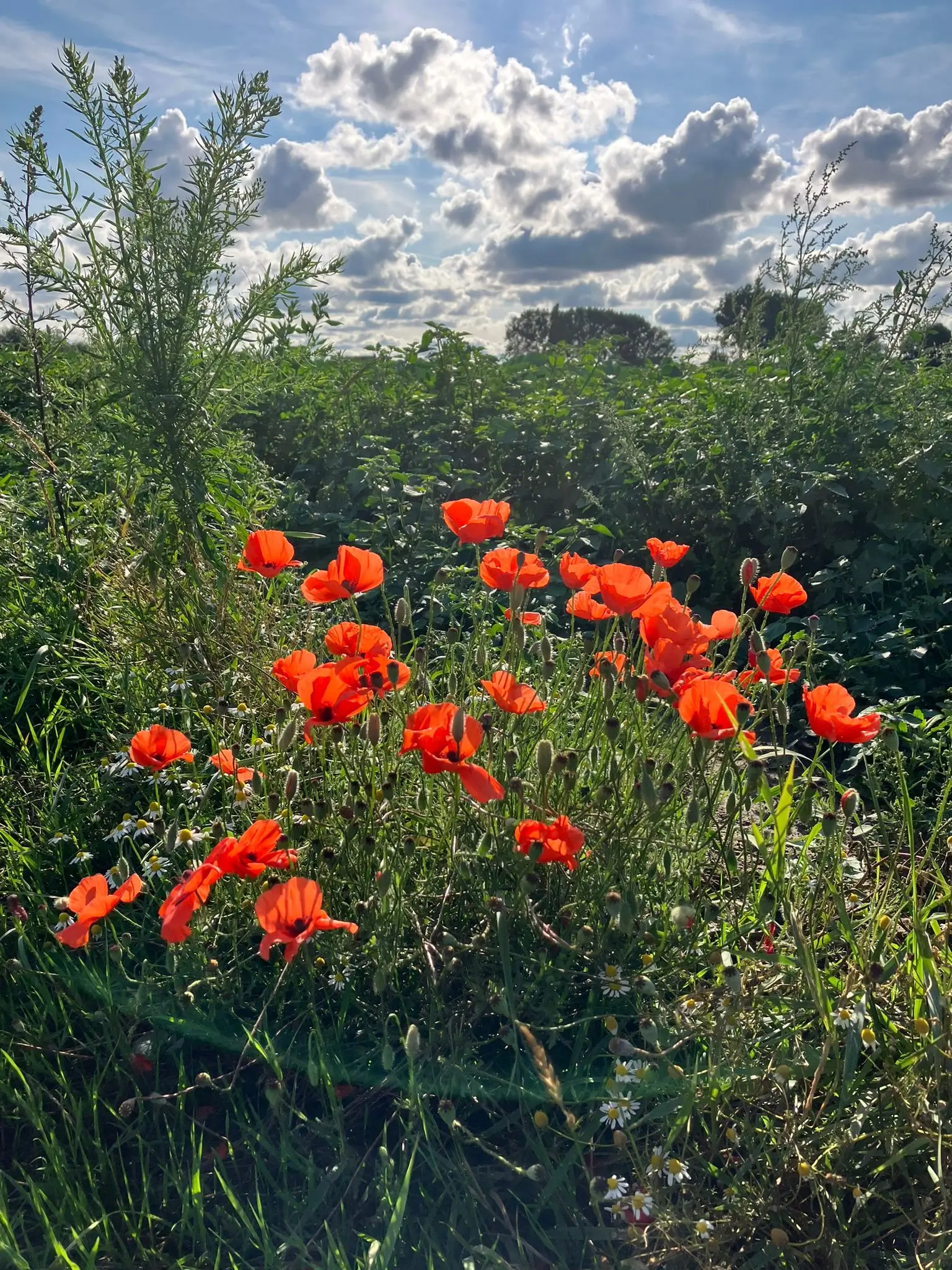 Wandeling afbeelding