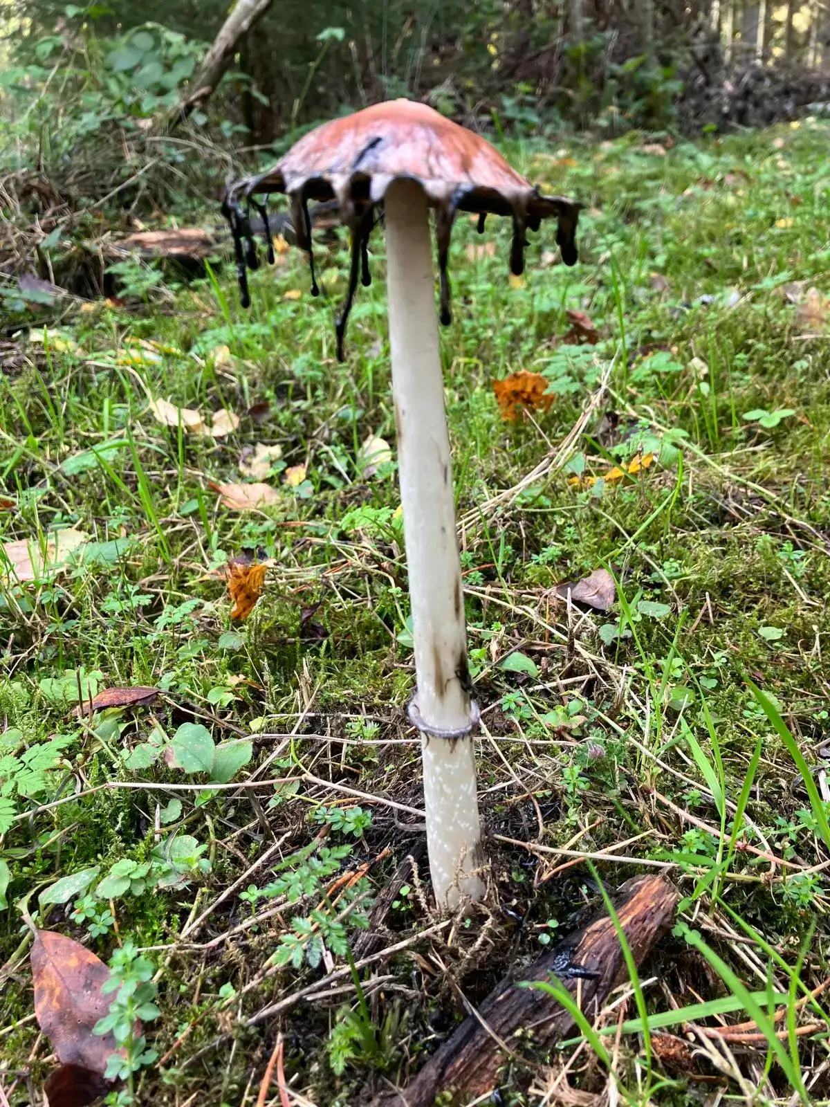 Wandeling afbeelding