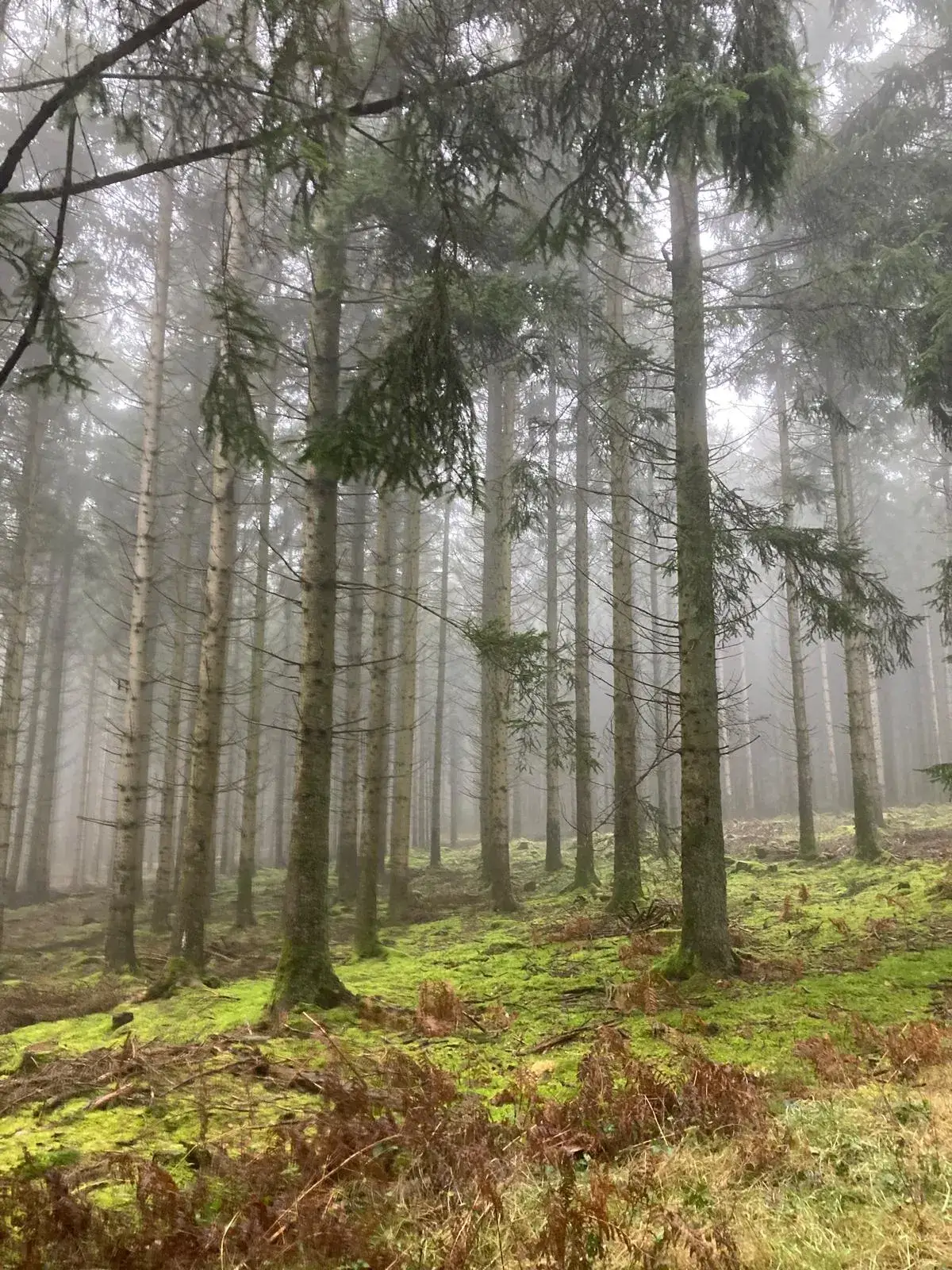 Wandeling afbeelding
