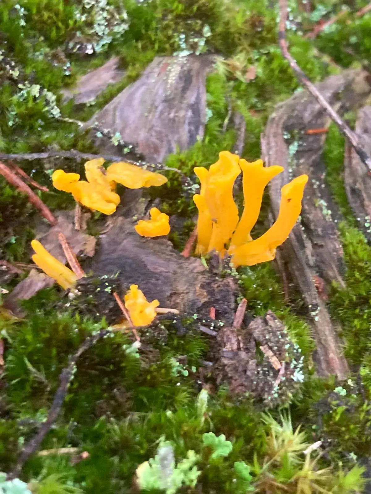 Wandeling afbeelding