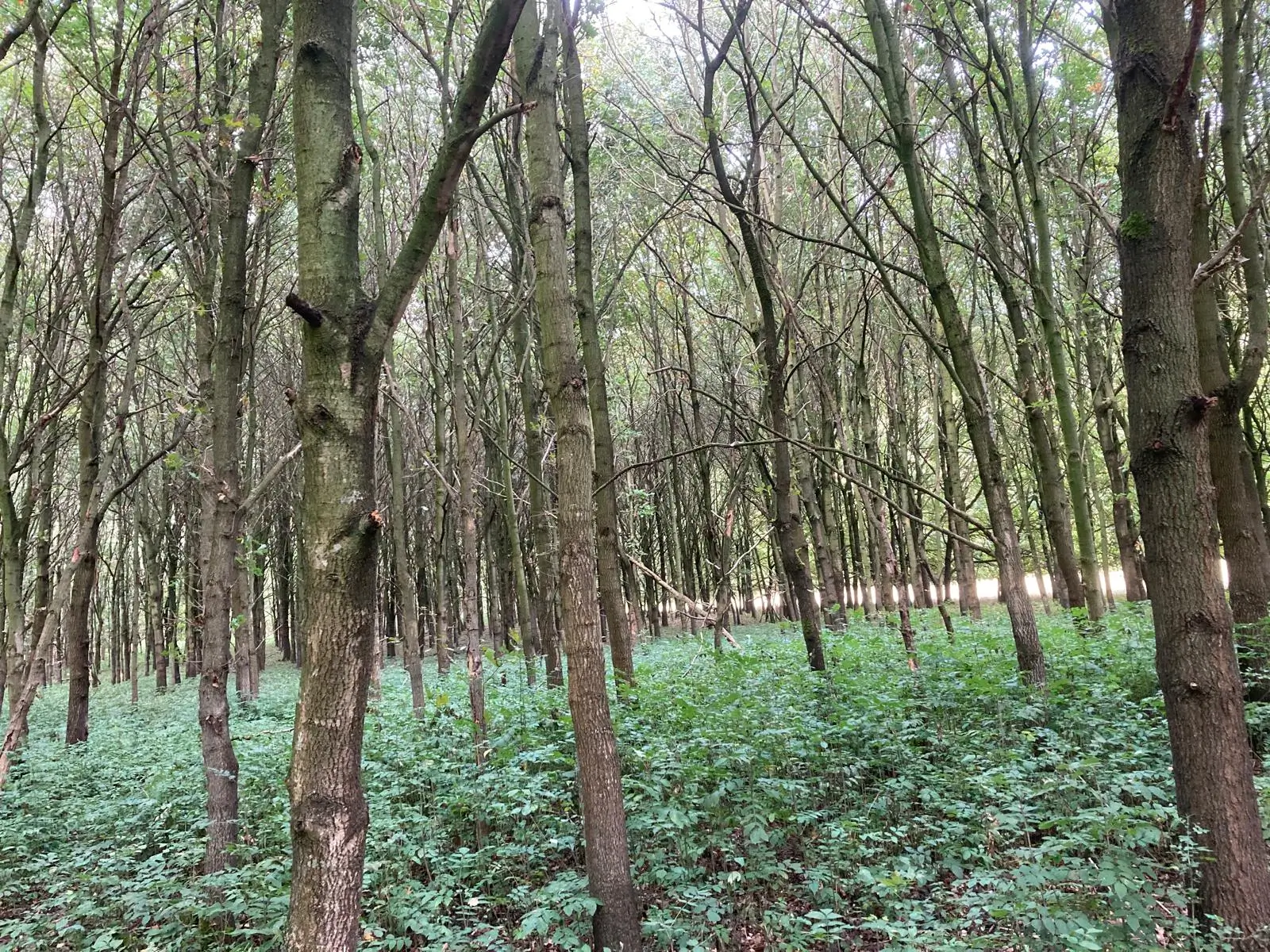 Wandeling afbeelding