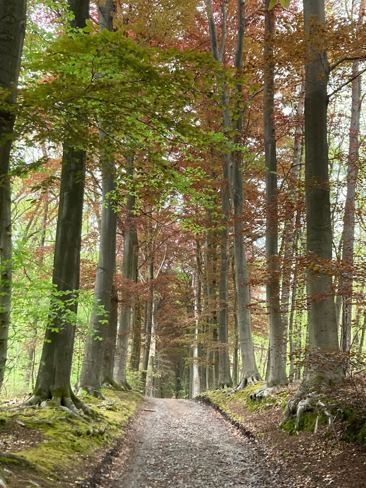 Wandeling afbeelding