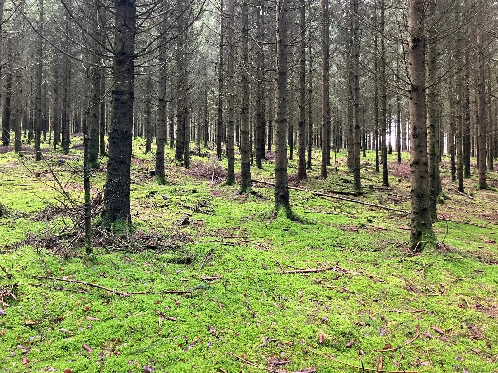 Wandeling afbeelding