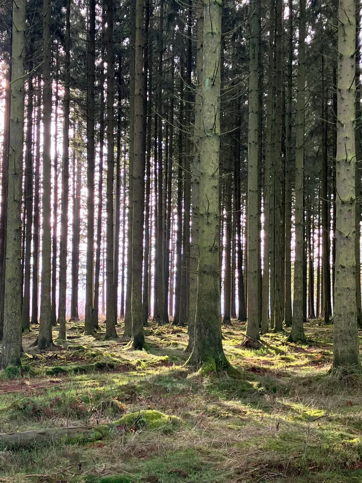 Wandeling afbeelding