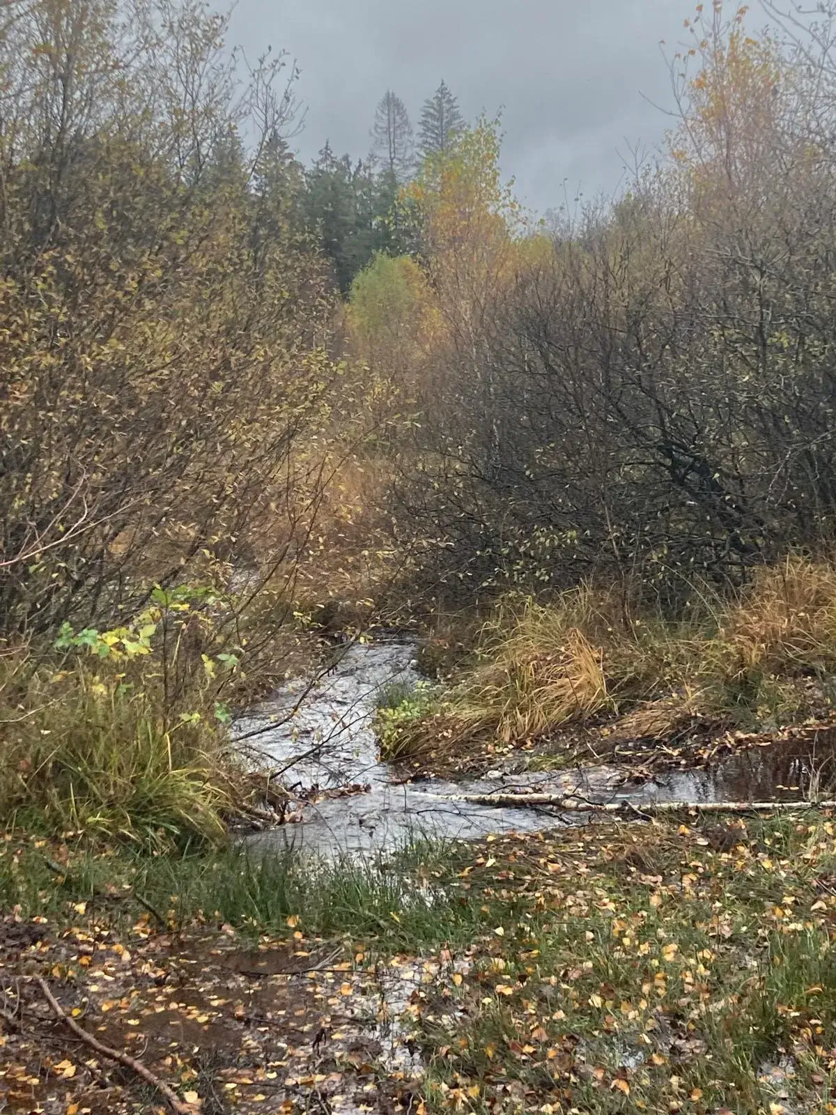 Wandeling afbeelding