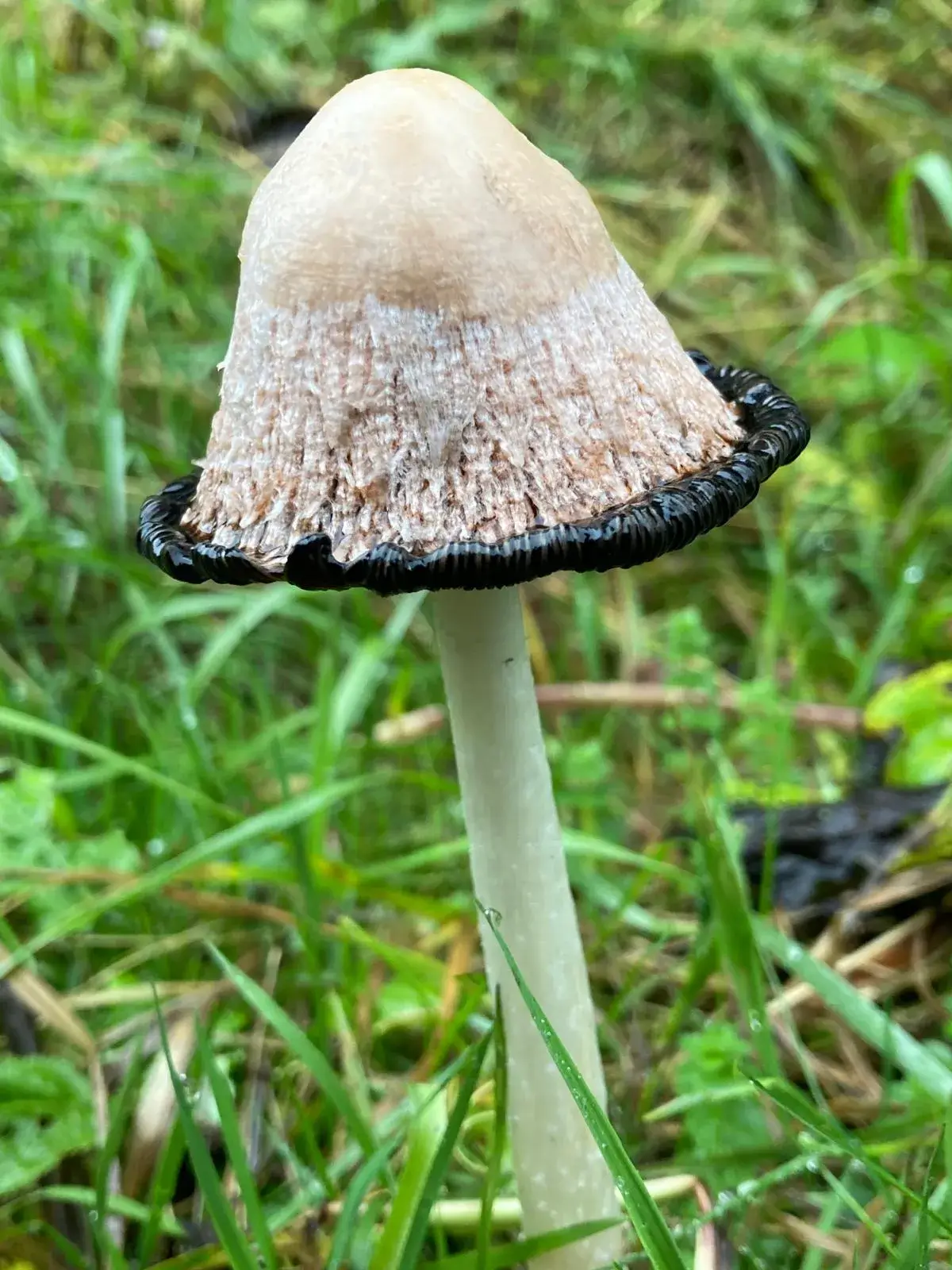 Wandeling afbeelding