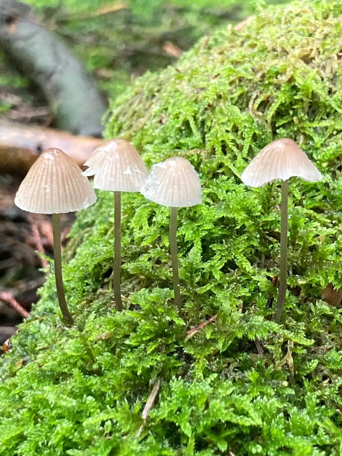 Wandeling afbeelding