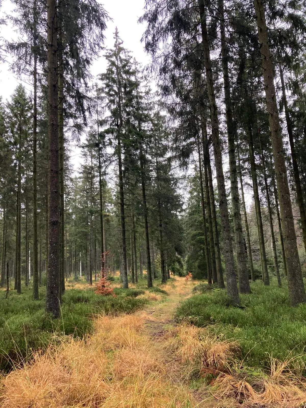 Wandeling afbeelding