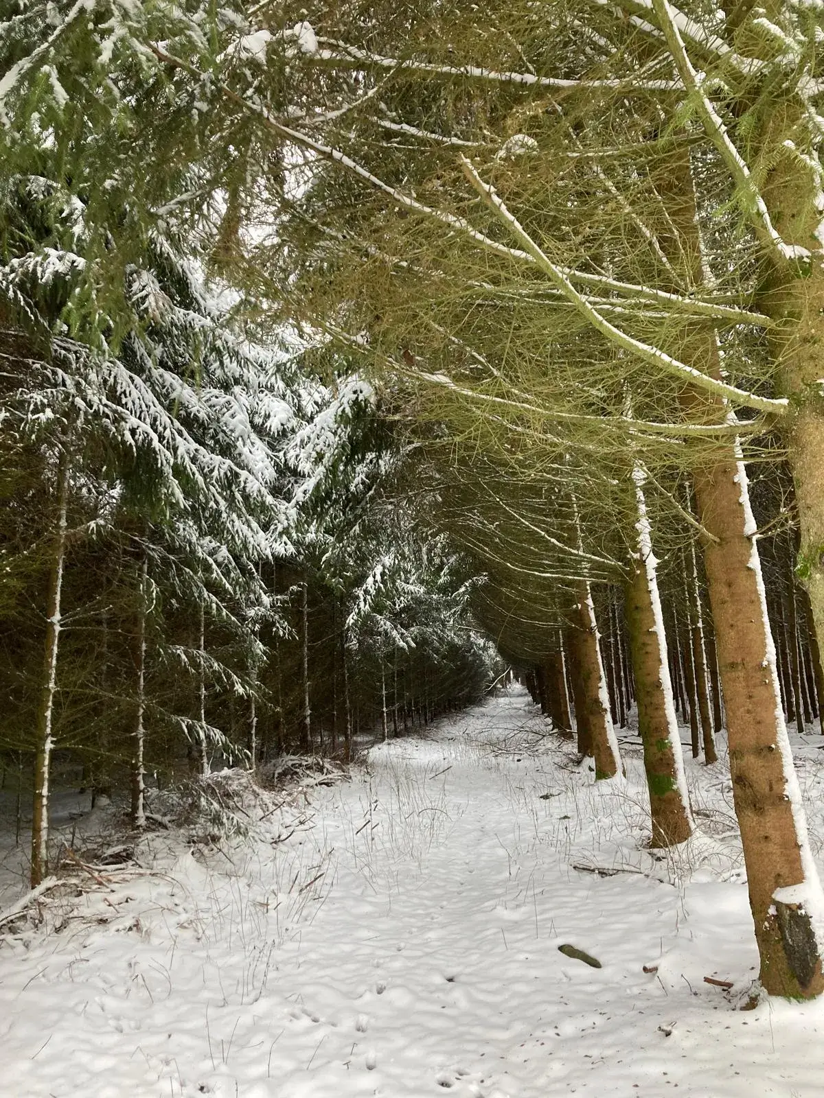 Wandeling afbeelding