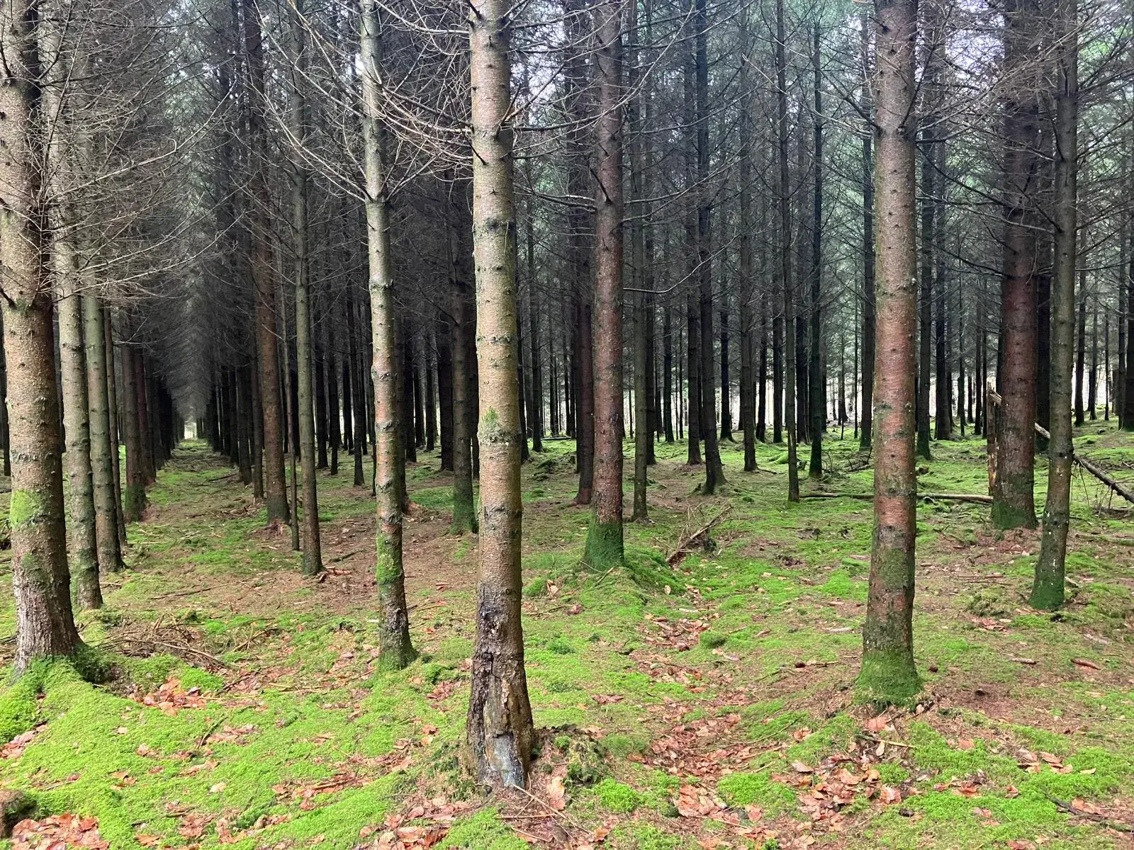 Wandeling afbeelding