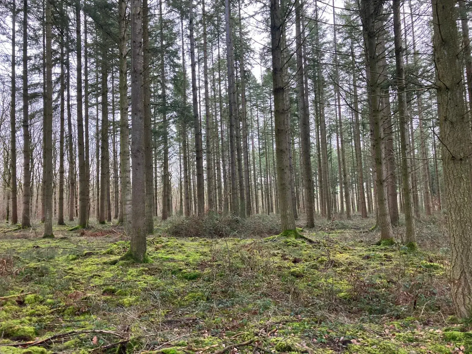 Wandeling afbeelding