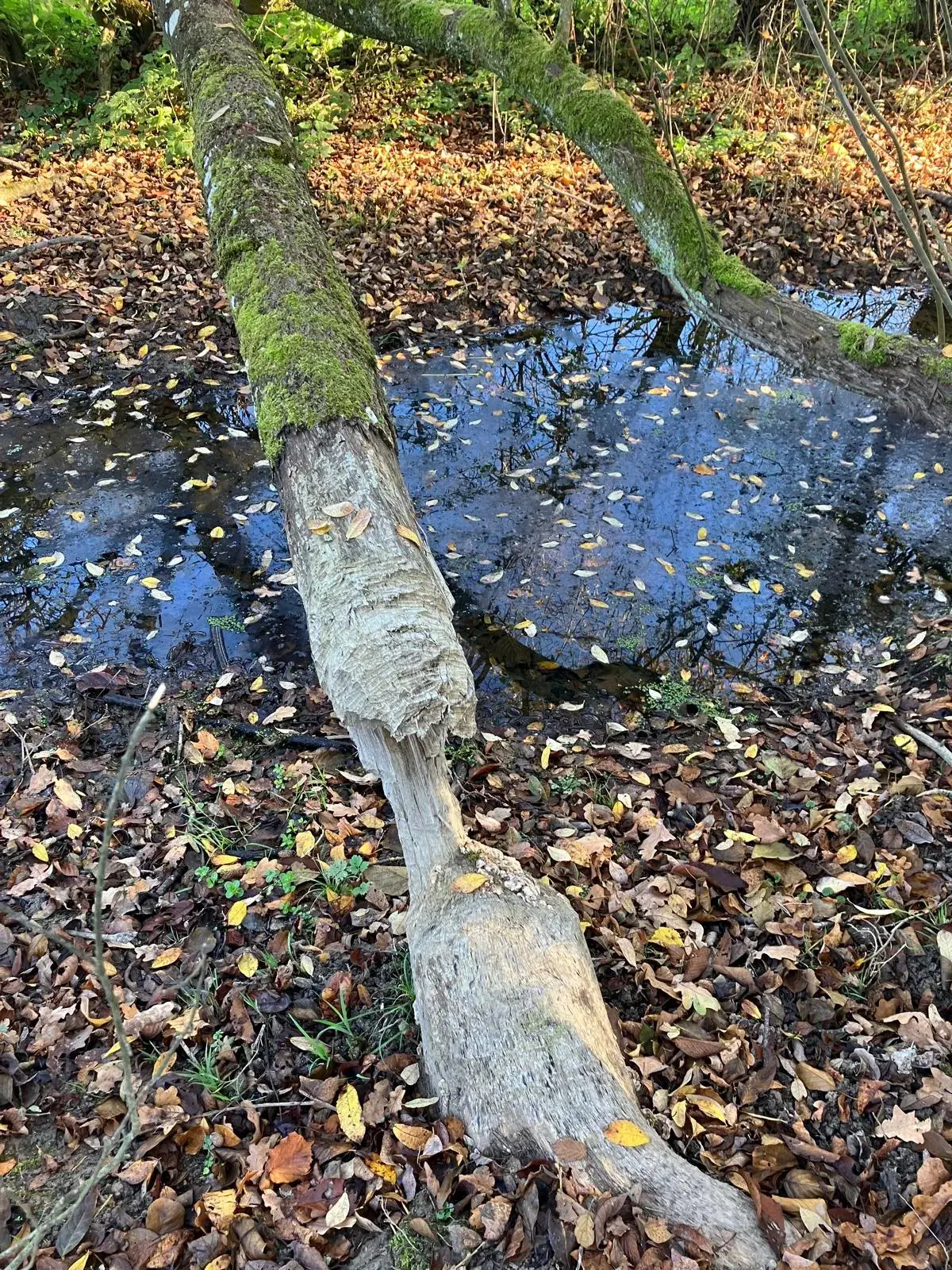 Wandeling afbeelding