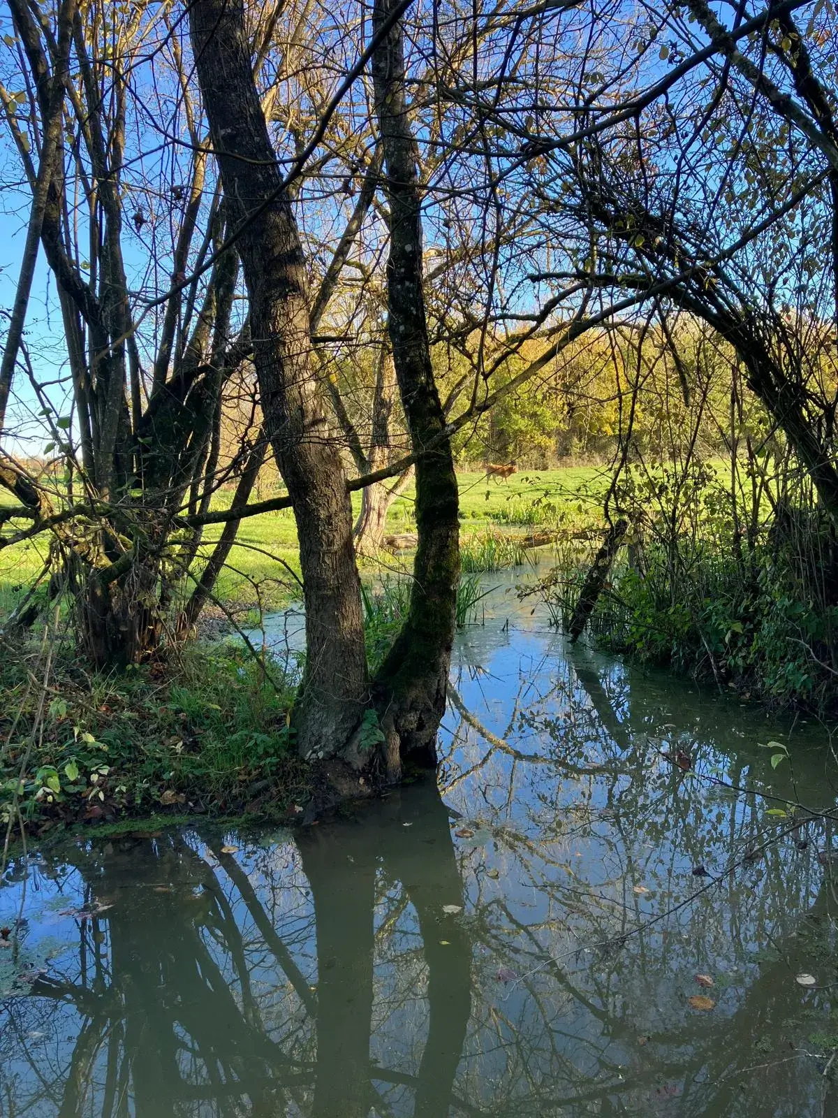 Wandeling afbeelding
