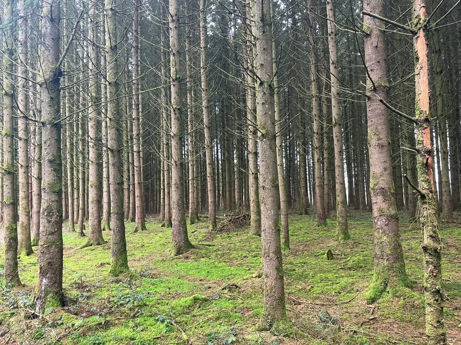 Wandeling afbeelding
