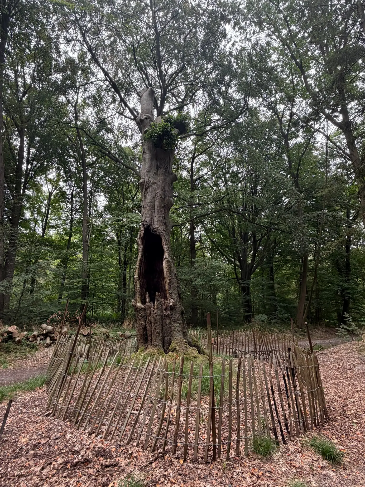 Wandeling afbeelding