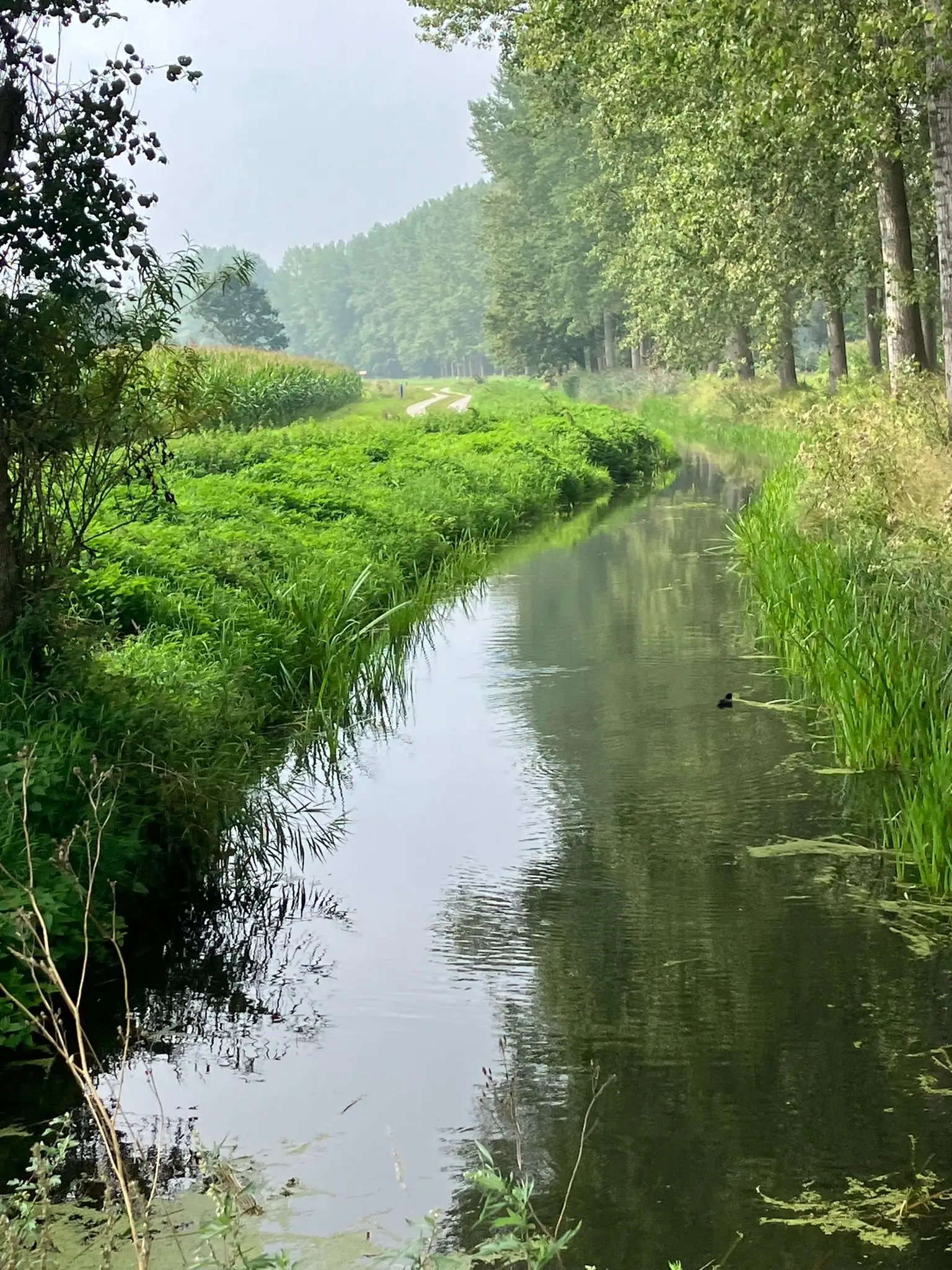 Wandeling afbeelding