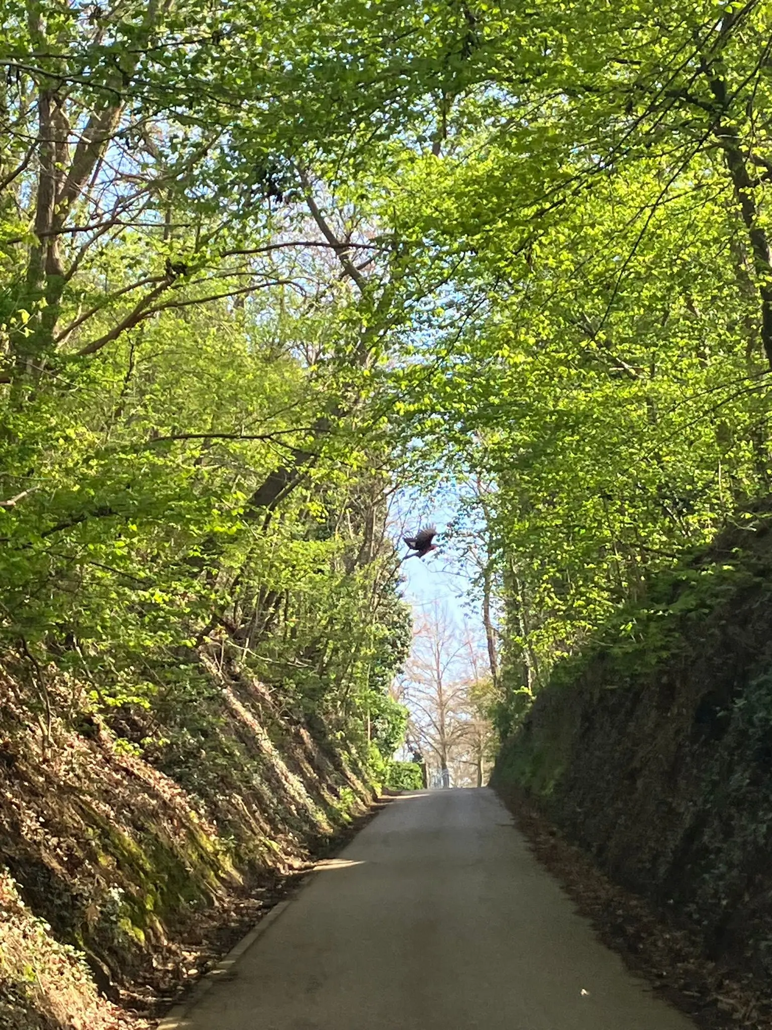 Wandeling afbeelding