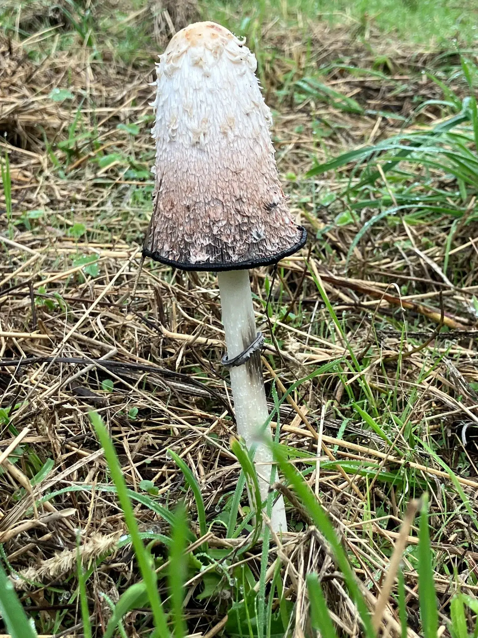 Wandeling afbeelding