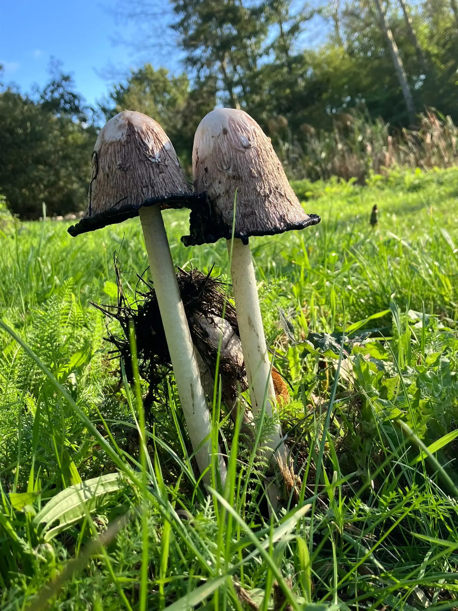 Wandeling afbeelding