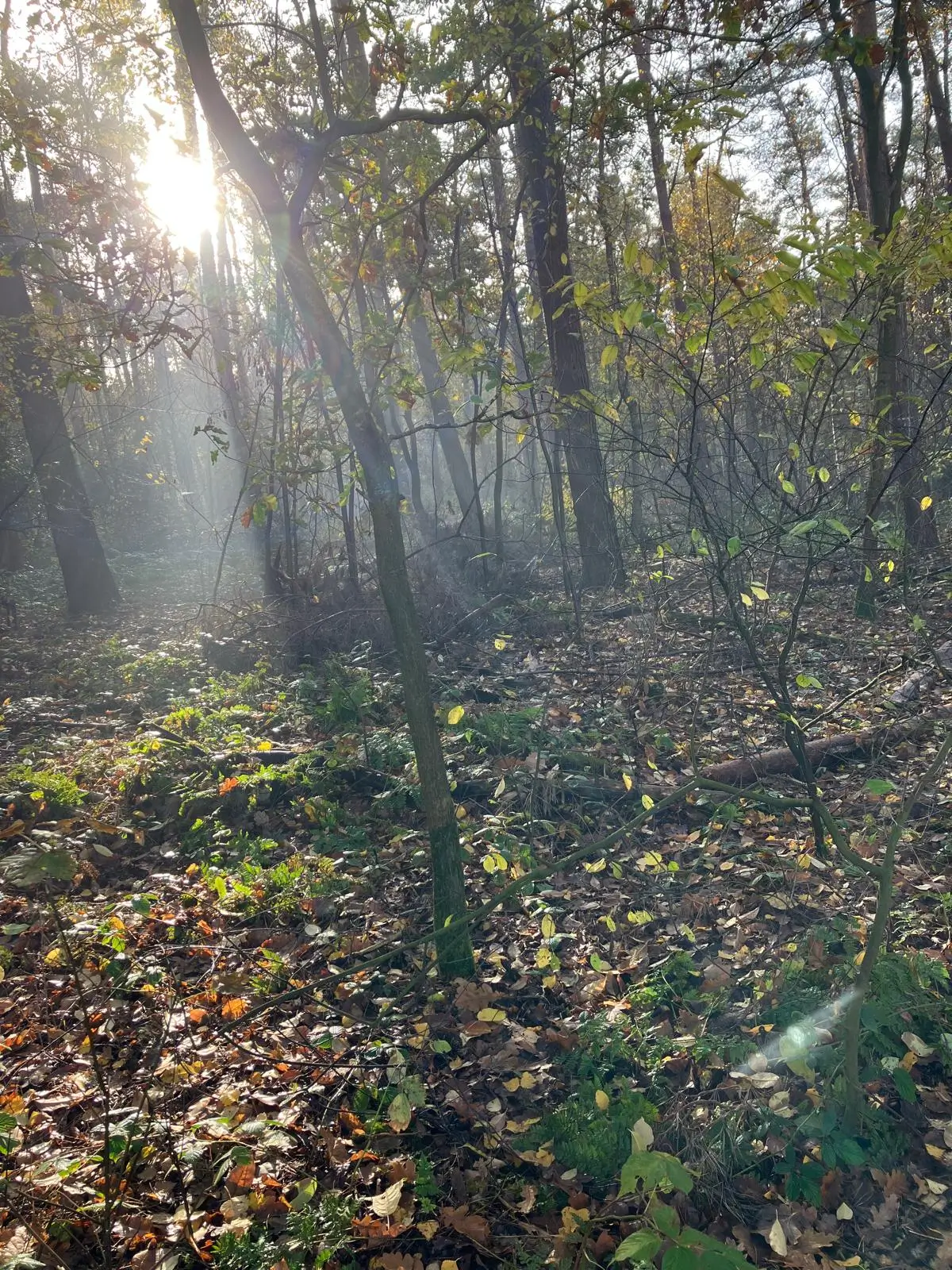Wandeling afbeelding