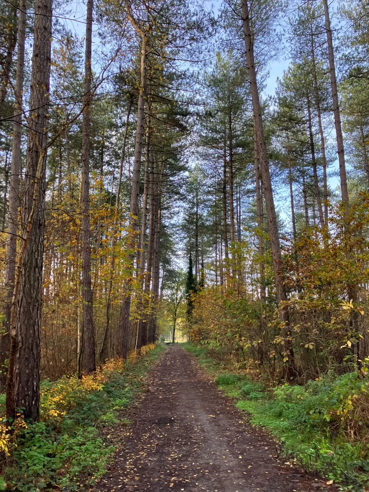 Wandeling afbeelding