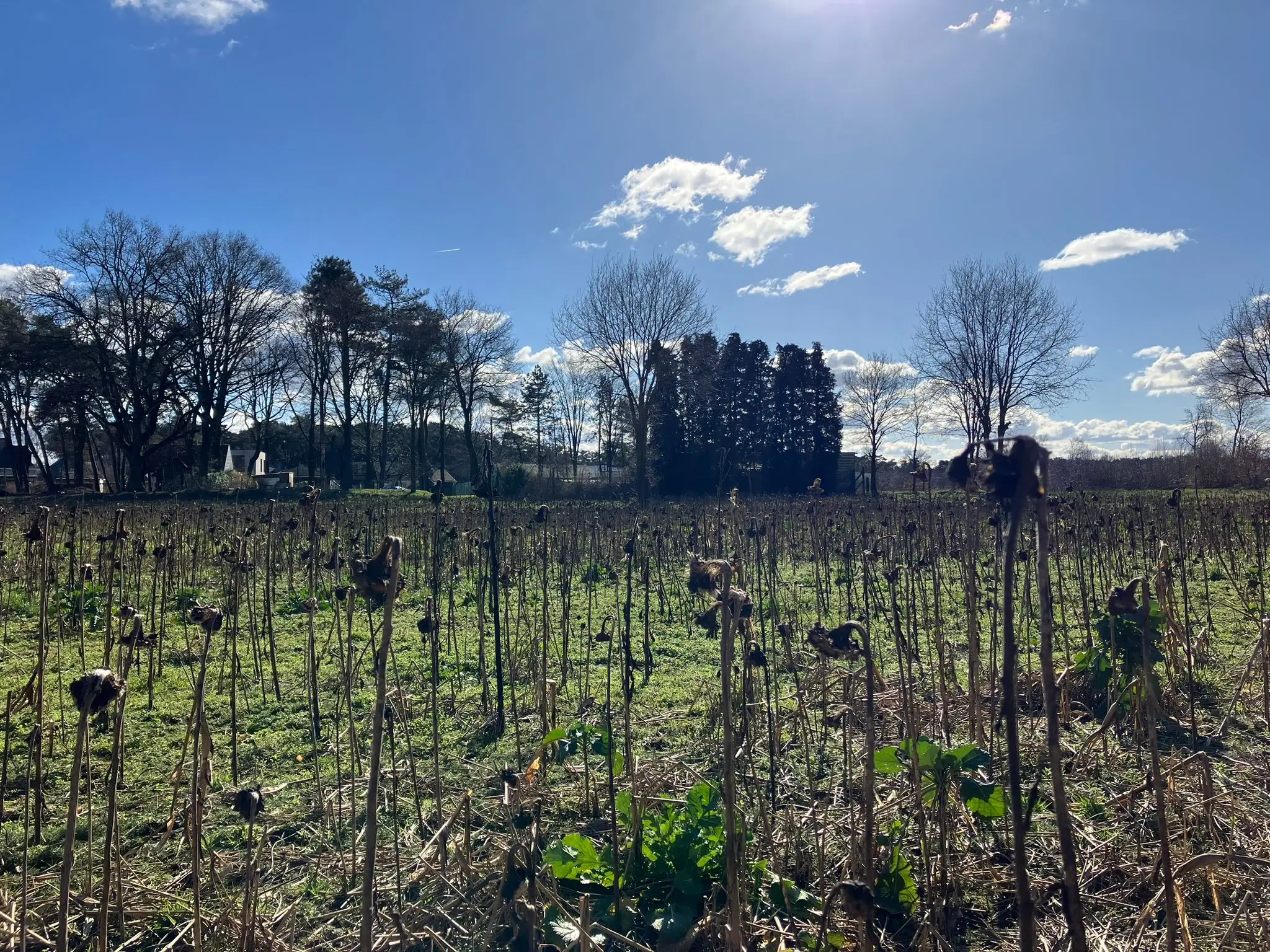 Wandeling afbeelding