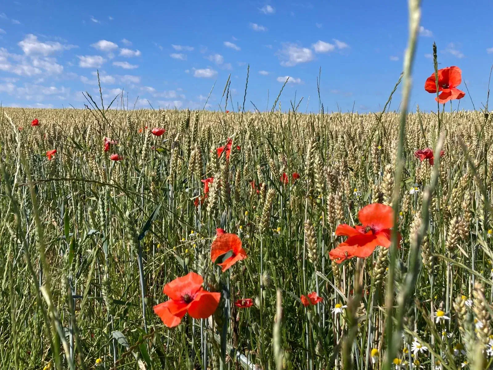 Wandeling afbeelding