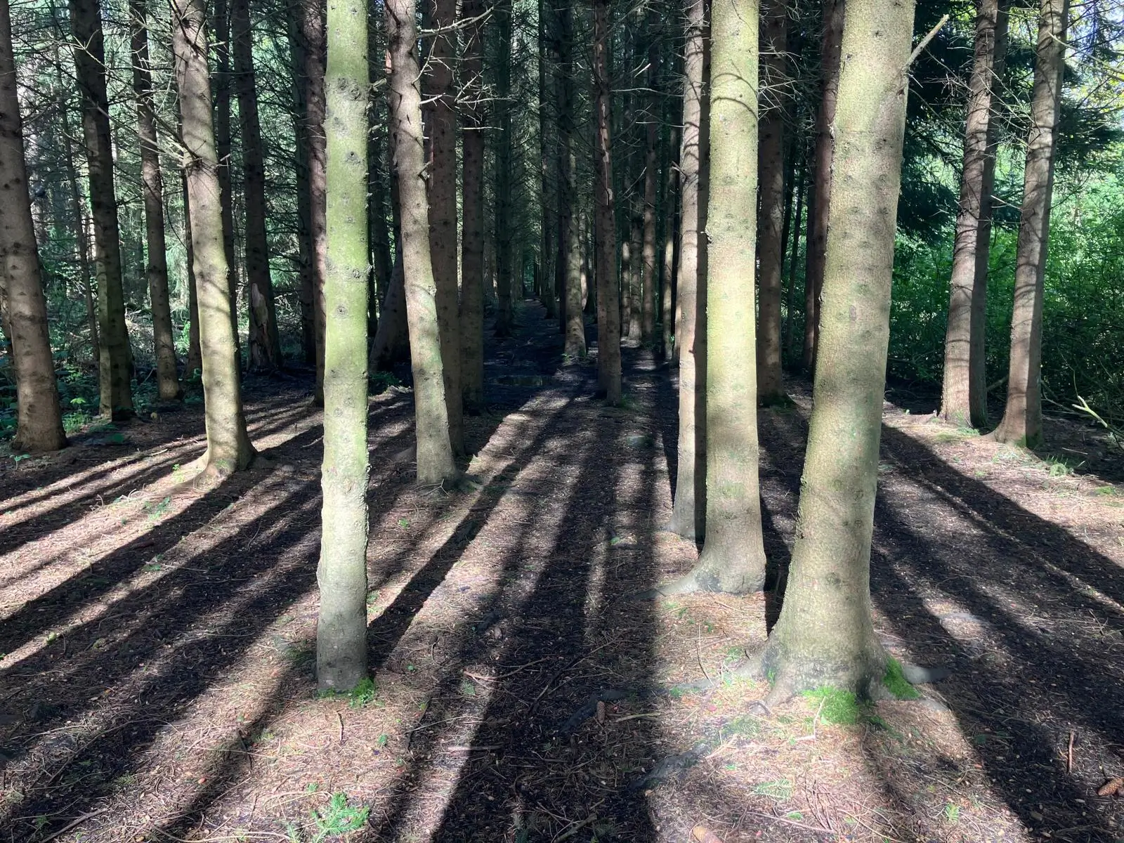 Wandeling afbeelding