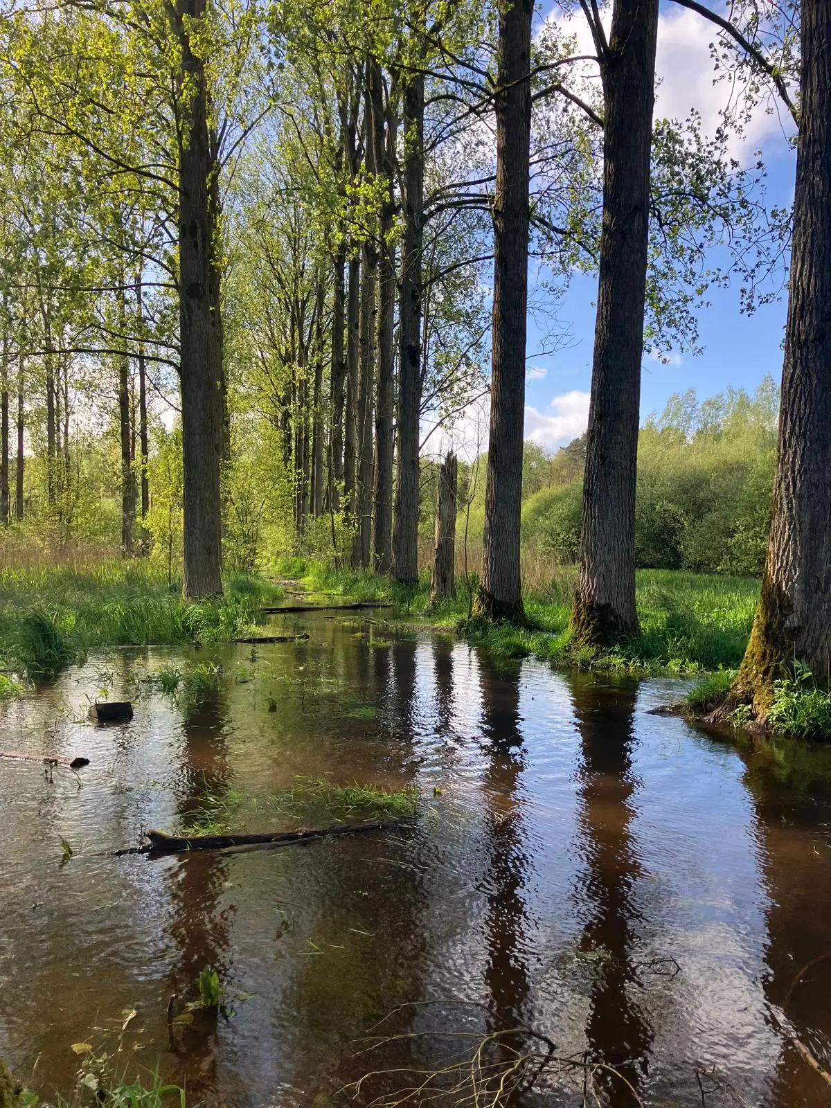 Wandeling afbeelding