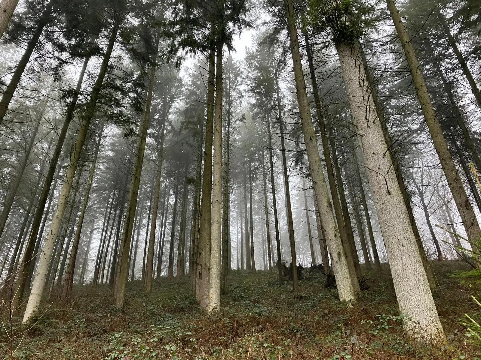 Wandeling afbeelding