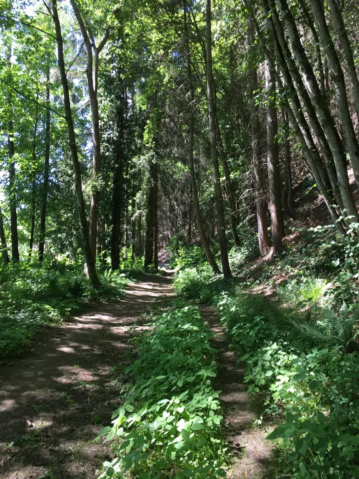 Wandeling afbeelding