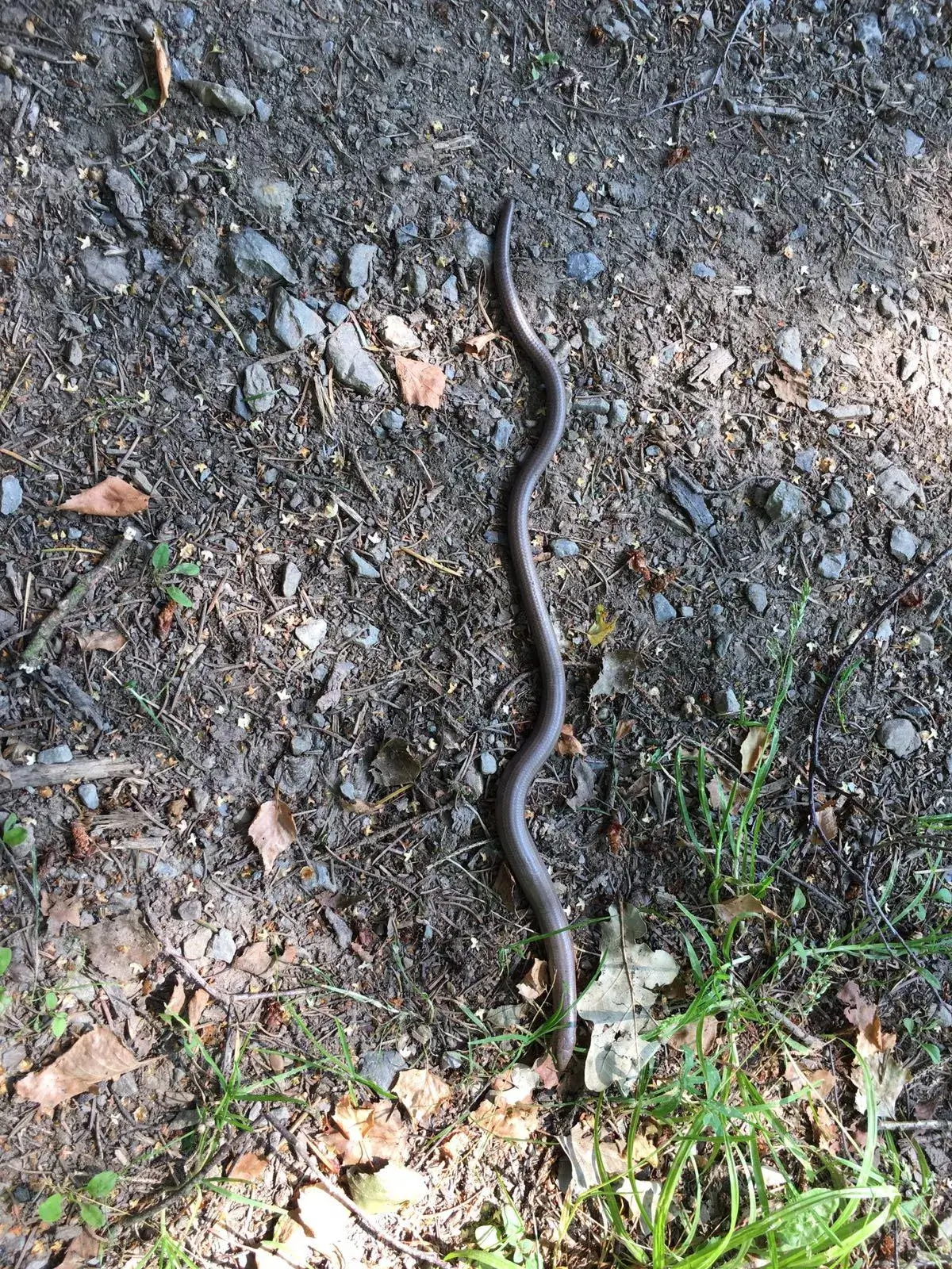 Wandeling afbeelding