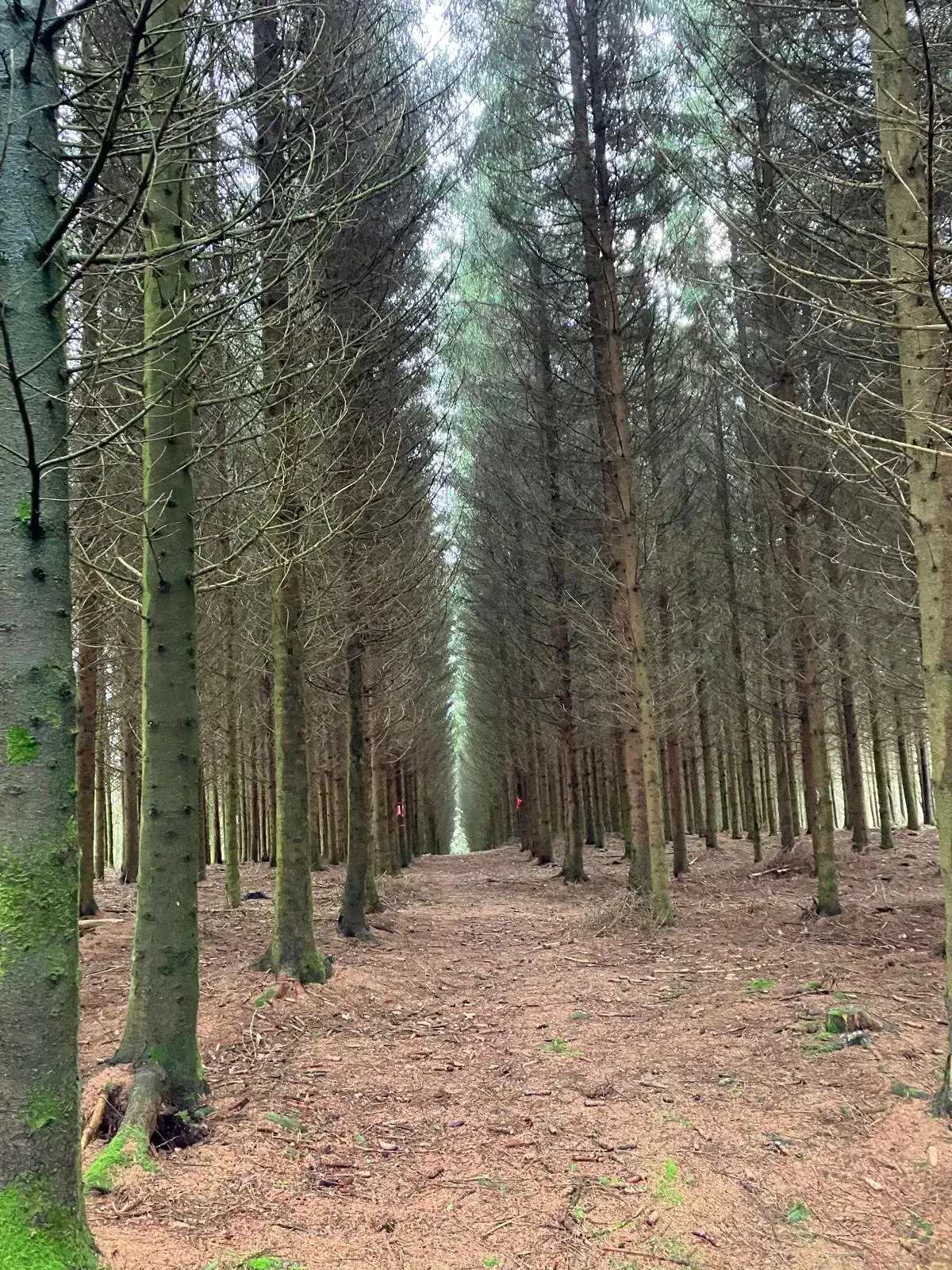 Wandeling afbeelding