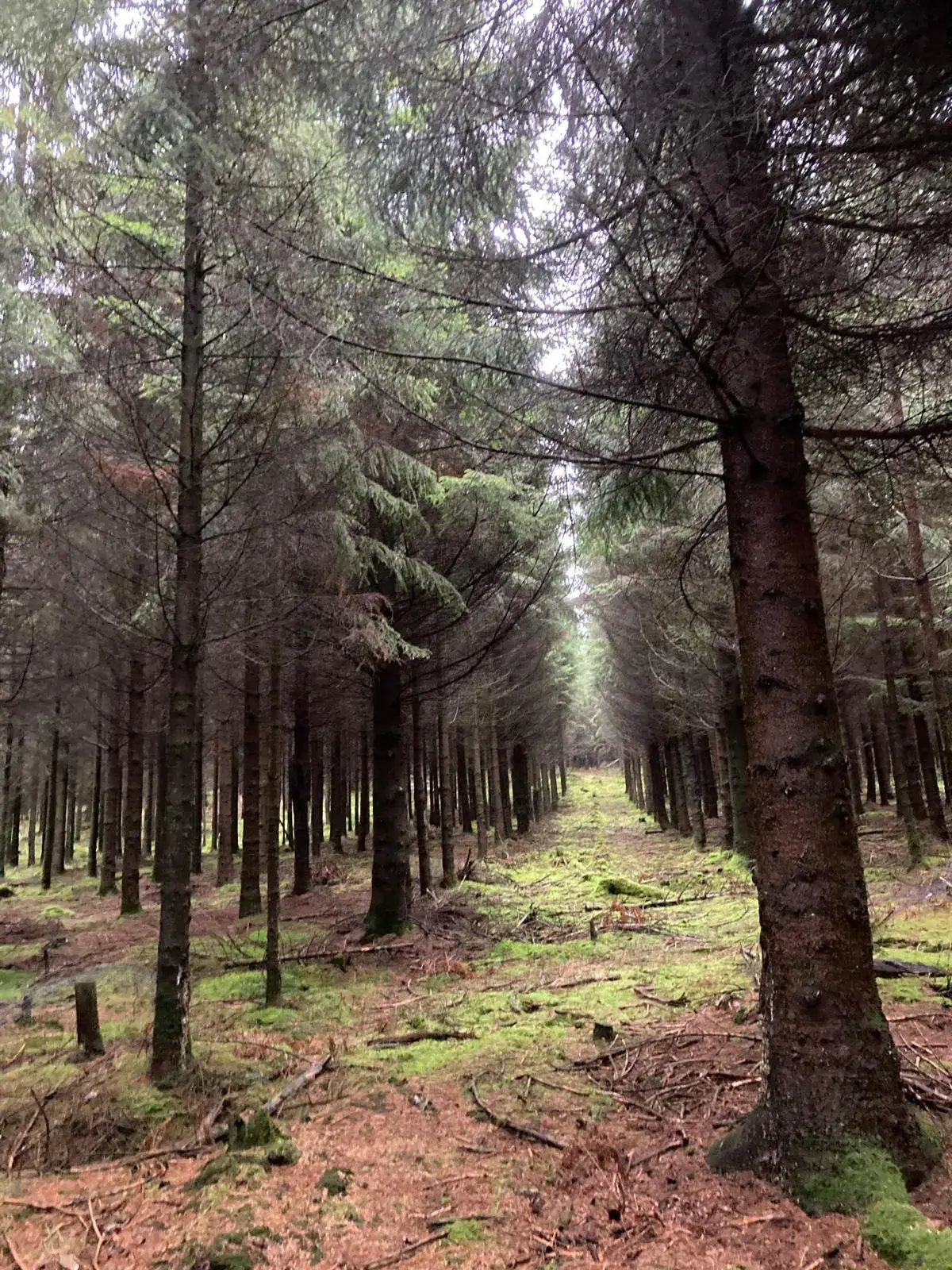 Wandeling afbeelding