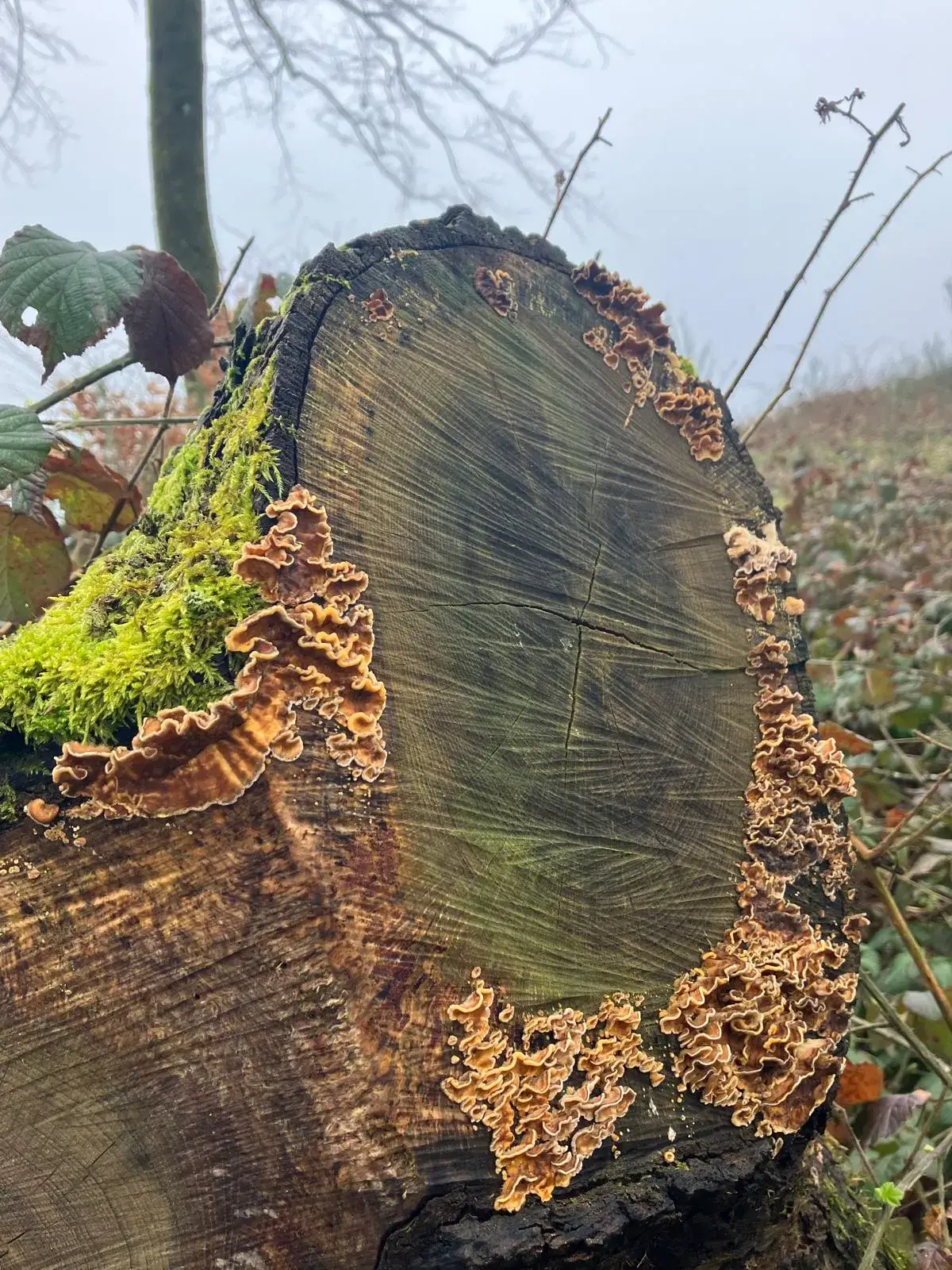 Wandeling afbeelding