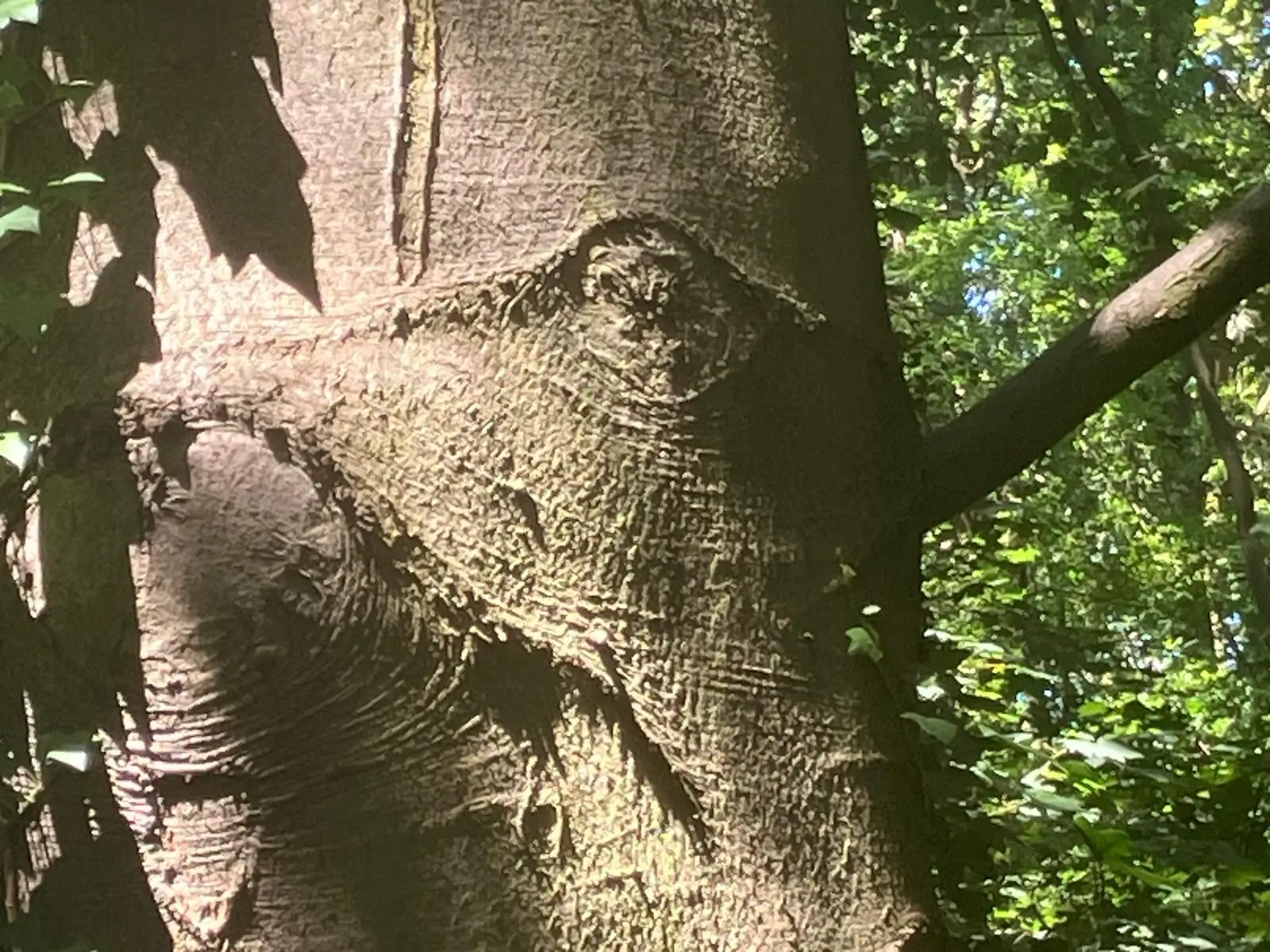 Wandeling afbeelding